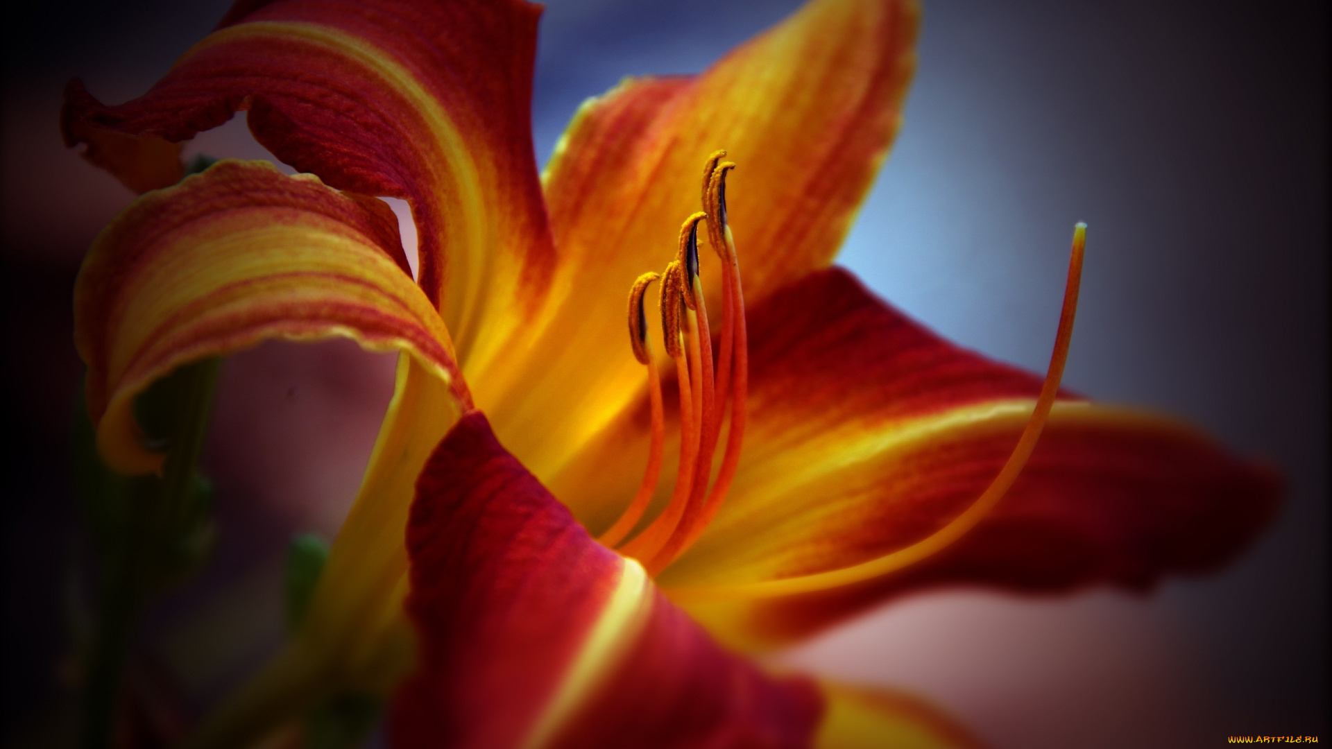 цветы, лилии, , лилейники, желтый, красный, лепестки, макро