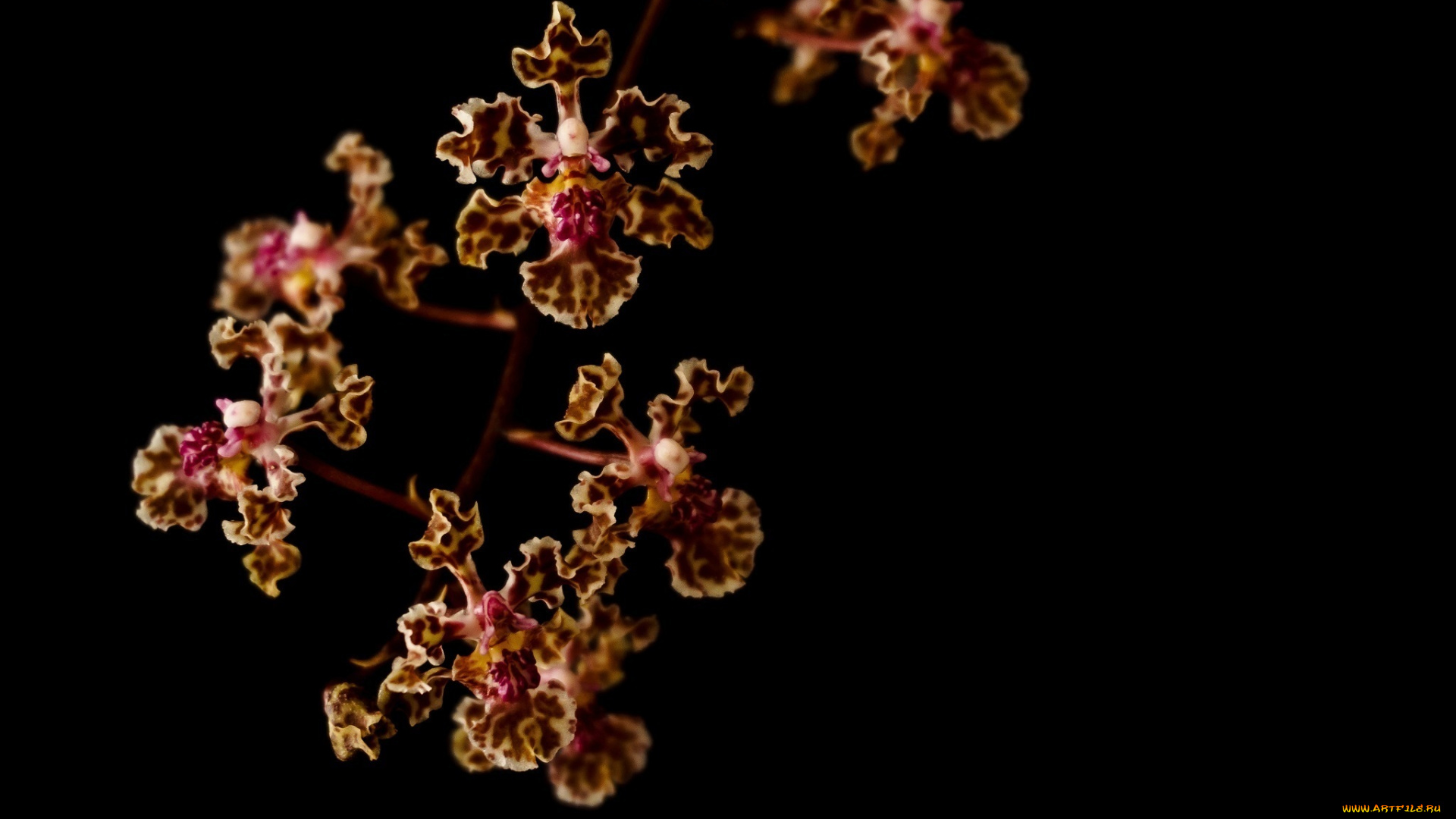 цветы, орхидеи, макро, ветка, пестрый, лепестки