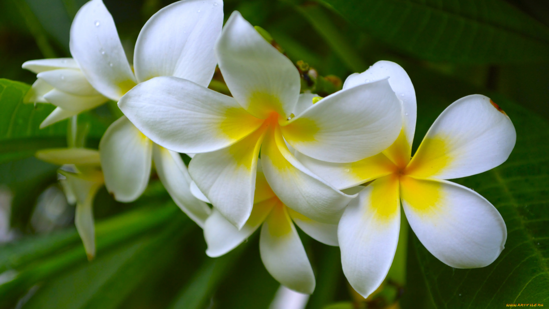 цветы, плюмерия, цветки, лепестки, цветение