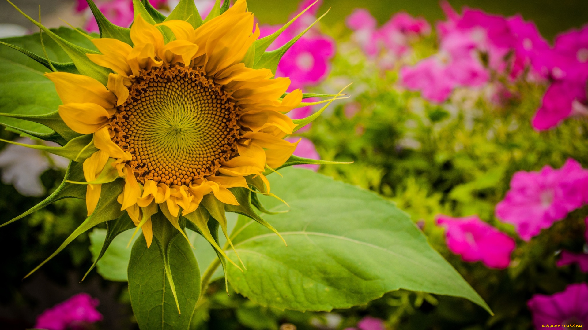цветы, подсолнухи, лето, желтый