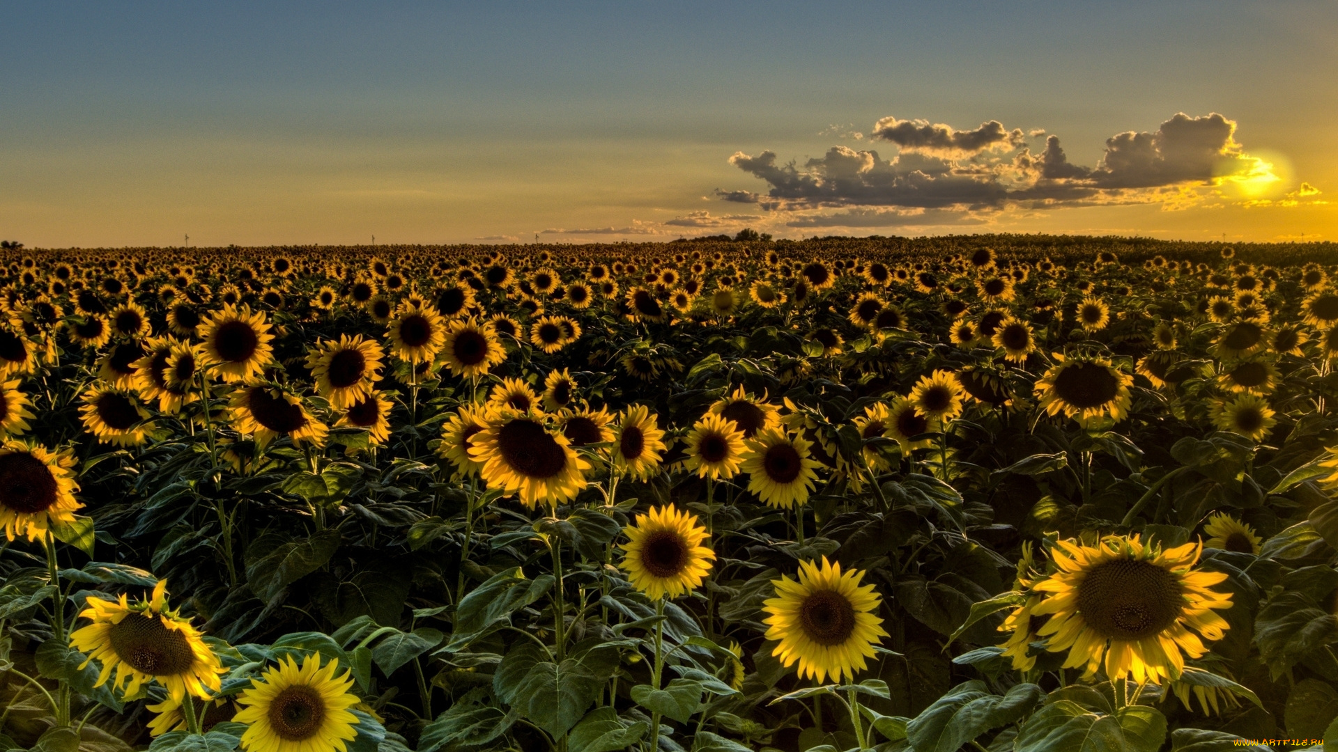 цветы, подсолнухи, листья