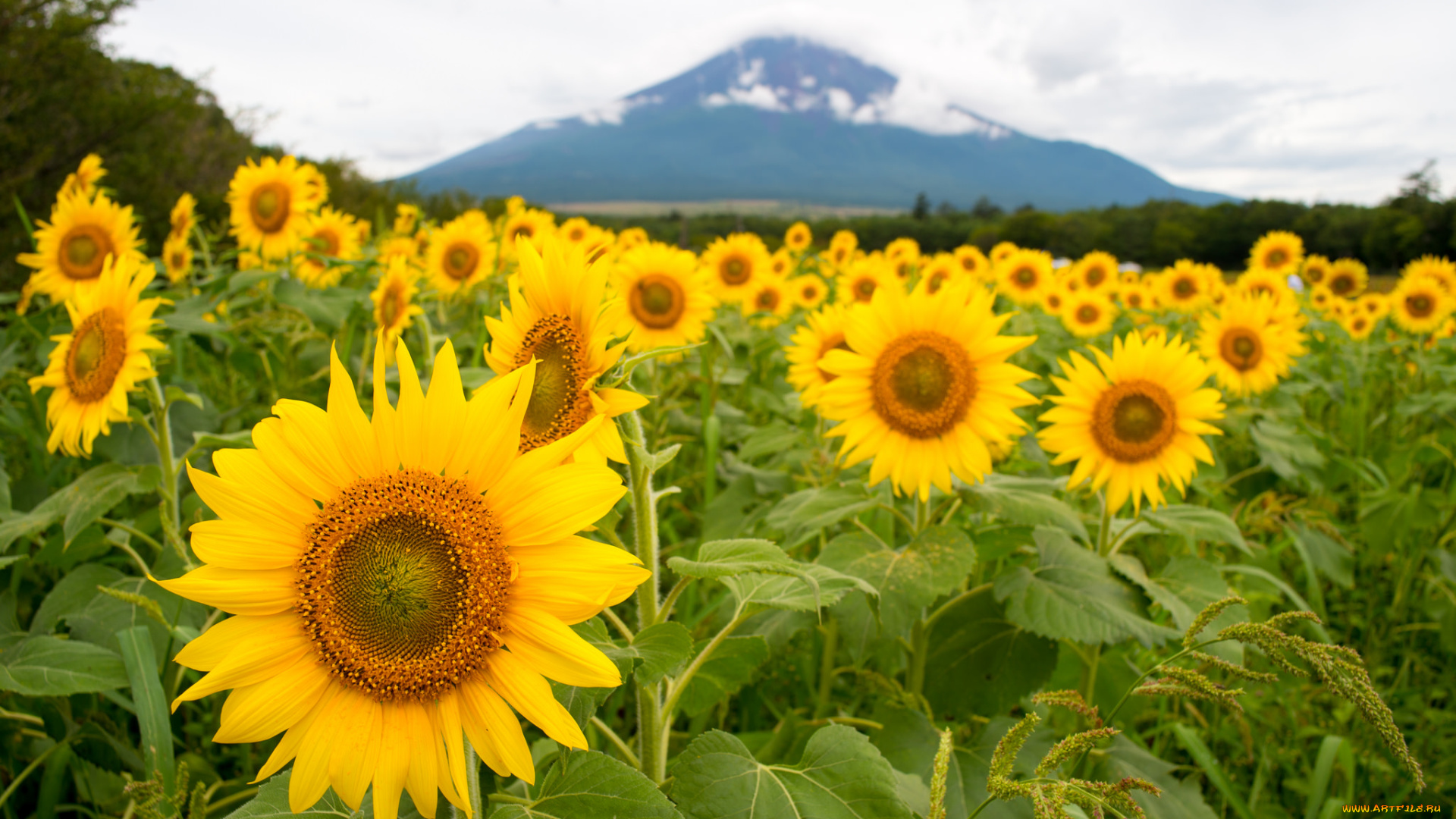 цветы, подсолнухи, petals, bloom, flowers, sunflower, цветение, лепестки, подсолнух