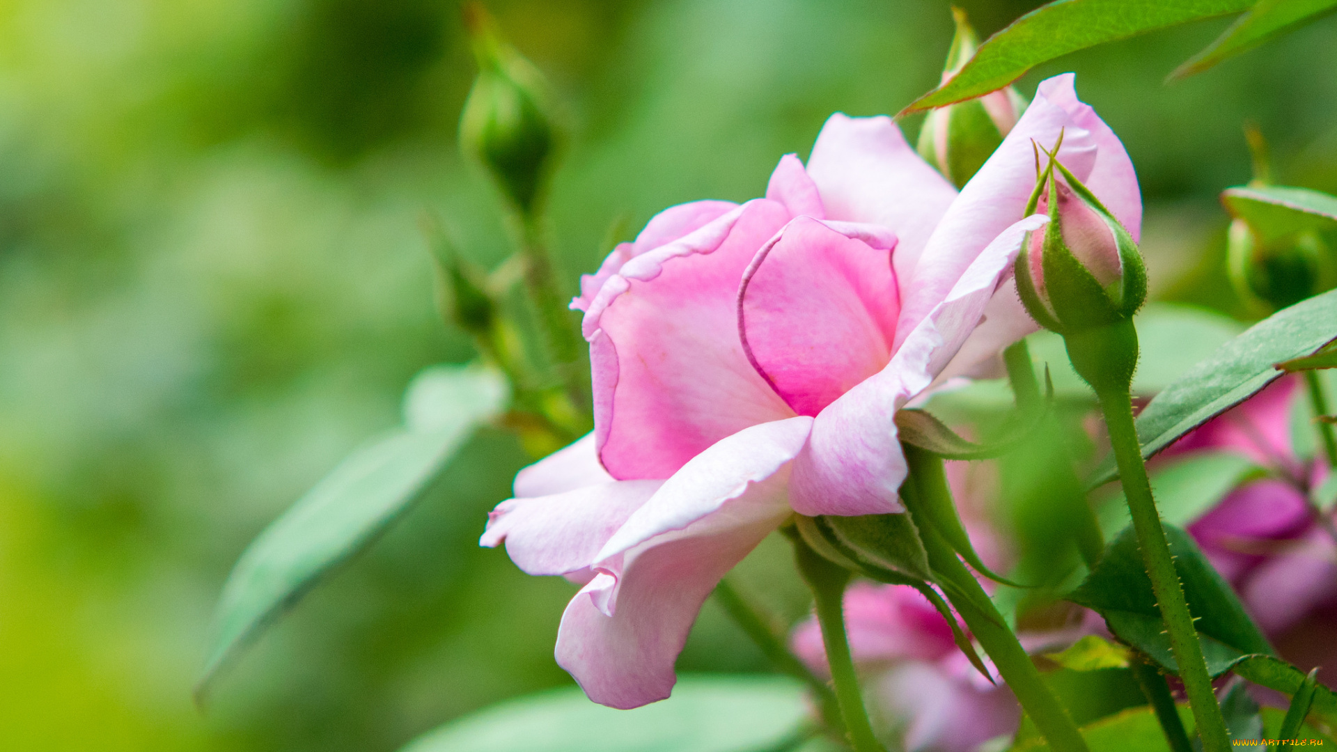 цветы, розы, цветение, розовая, лепестки, бутоны, роза