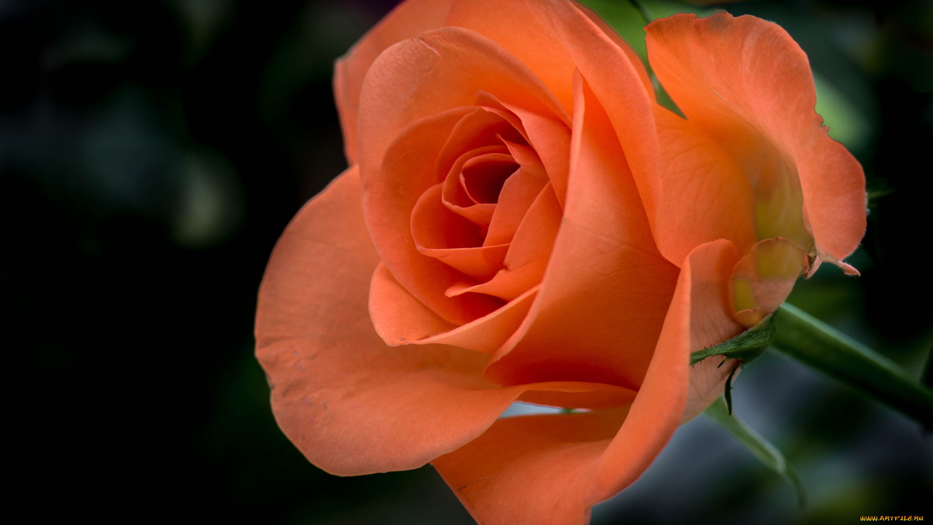 цветы, розы, листья, лепестки, роза, бутон, цветение, rose, bud, petals, leaves, blossoms