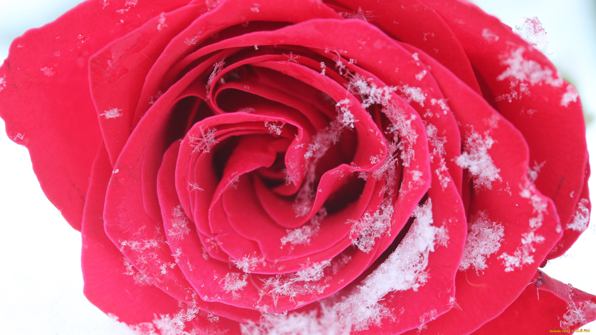 цветы, розы, розовая, роза, бутон, лепестки, цветение