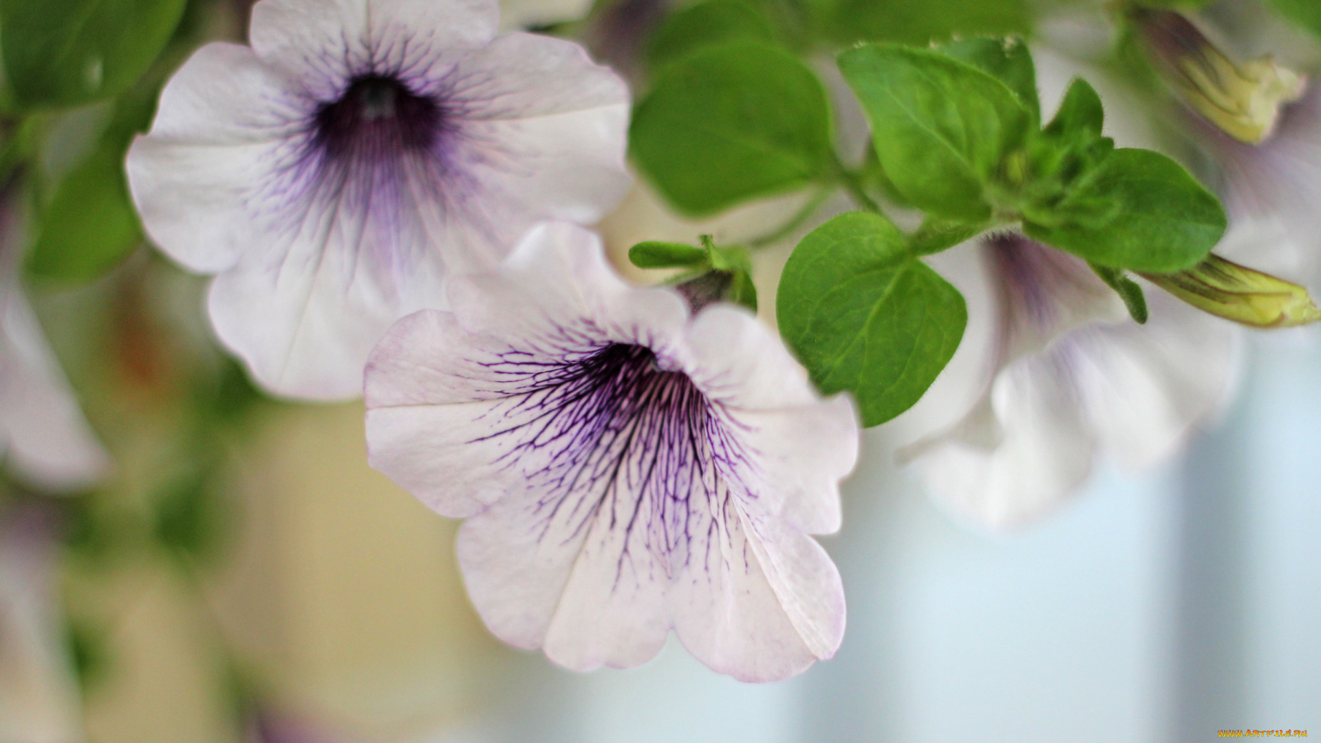 цветы, вьюнки, , ипомеи, петуния, синяя, цветение