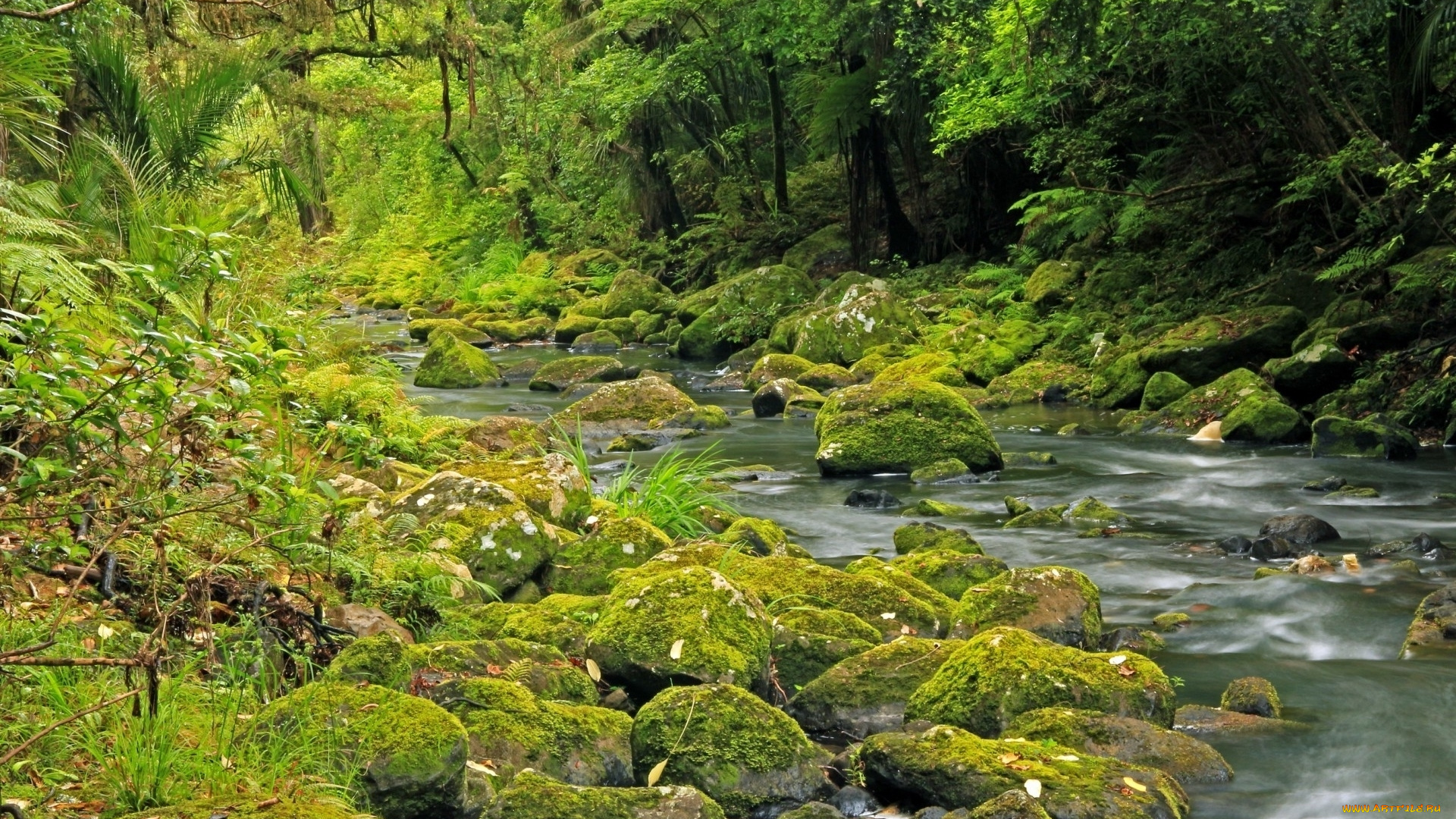 природа, реки, озера, лес, камни, река, мох