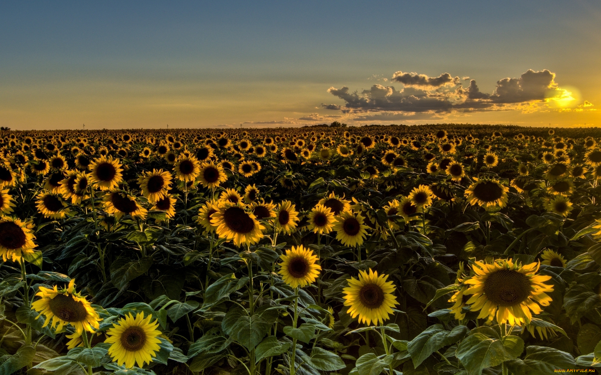 цветы, подсолнухи, листья