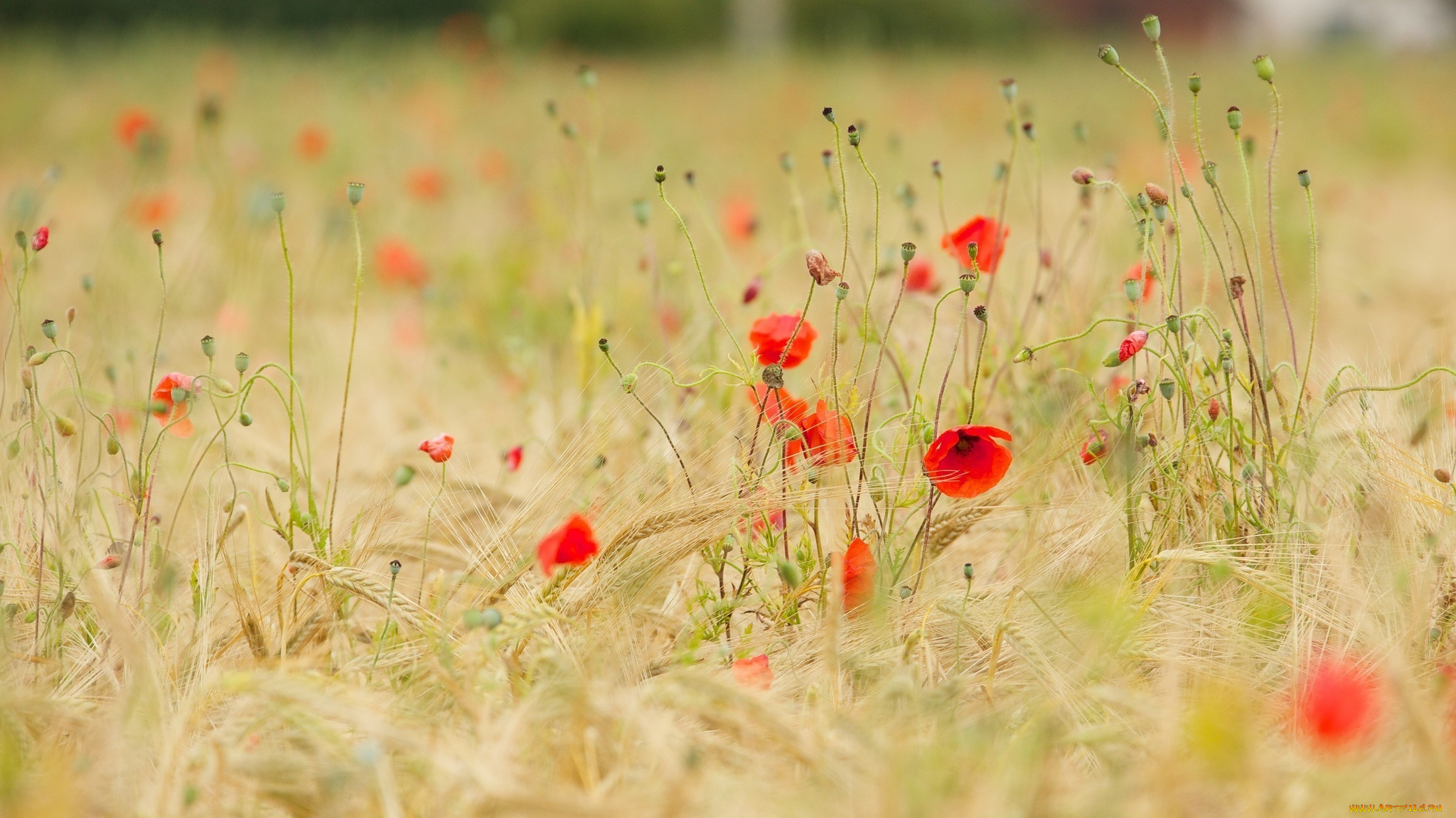 цветы, маки, лето, колосья, луг
