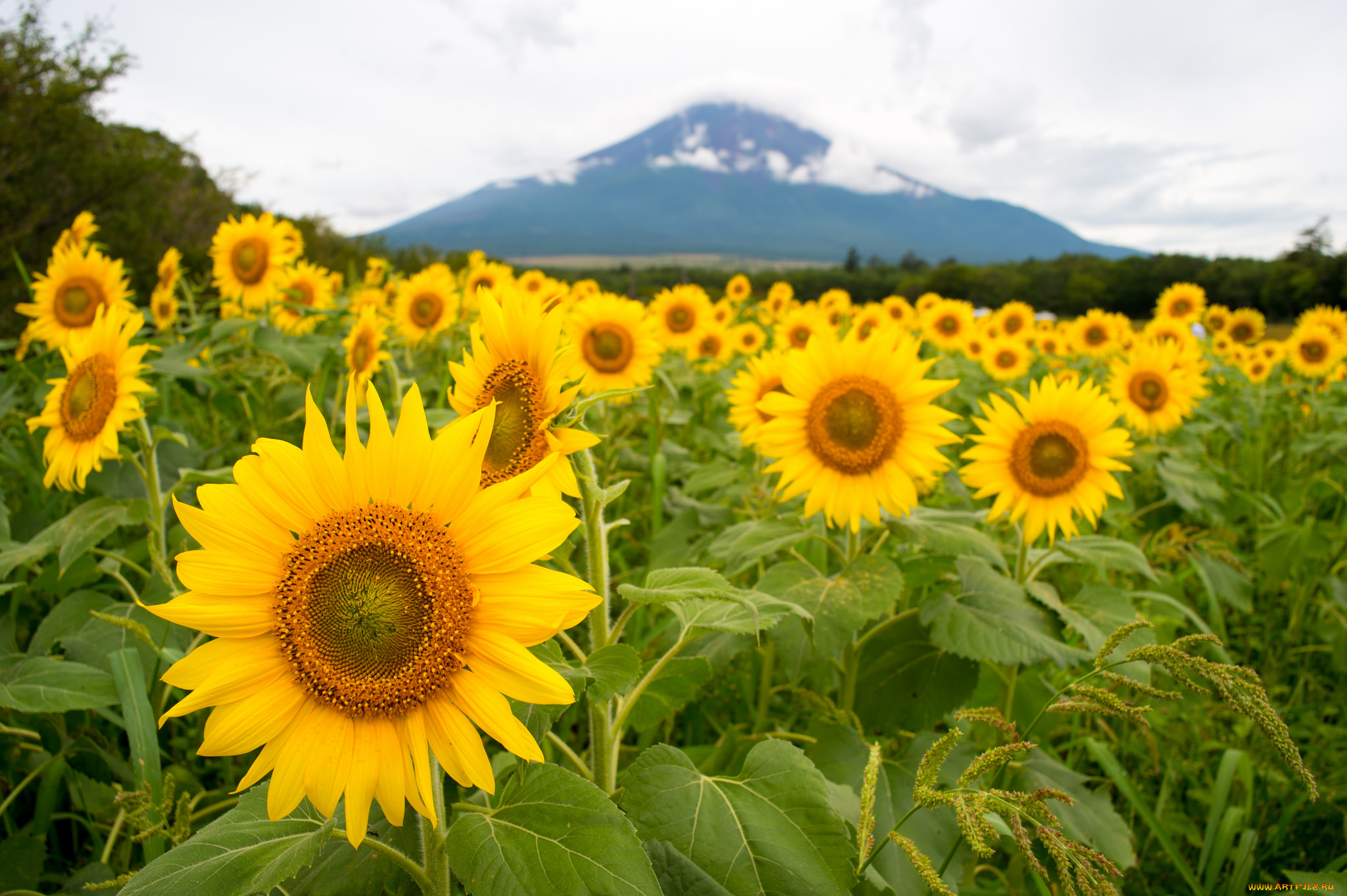 цветы, подсолнухи, petals, bloom, flowers, sunflower, цветение, лепестки, подсолнух