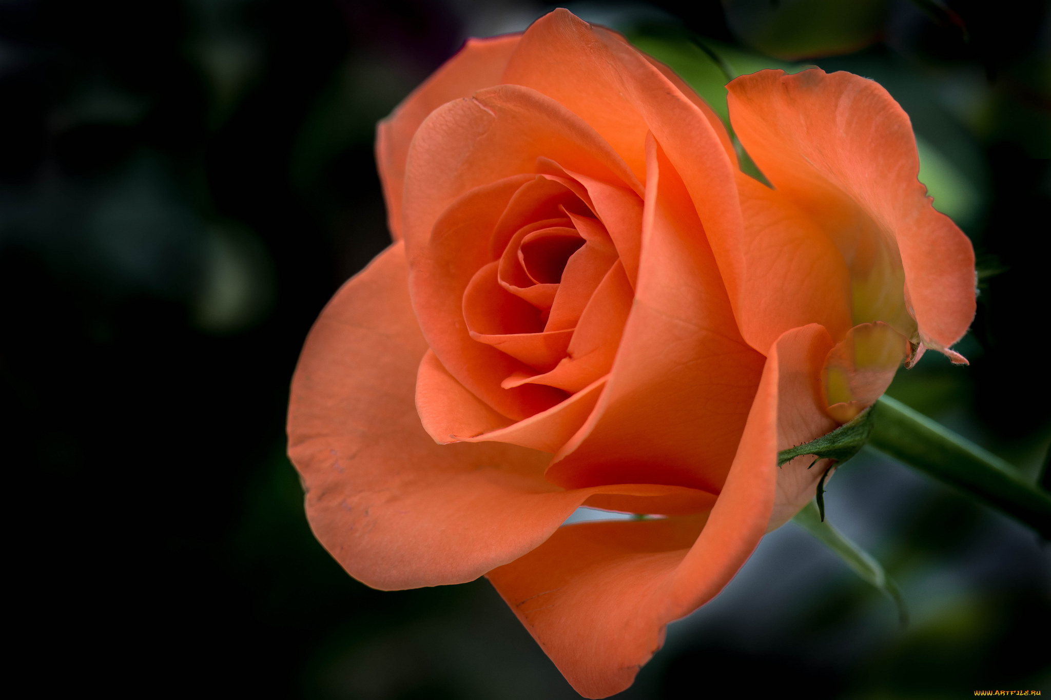 цветы, розы, листья, лепестки, роза, бутон, цветение, rose, bud, petals, leaves, blossoms