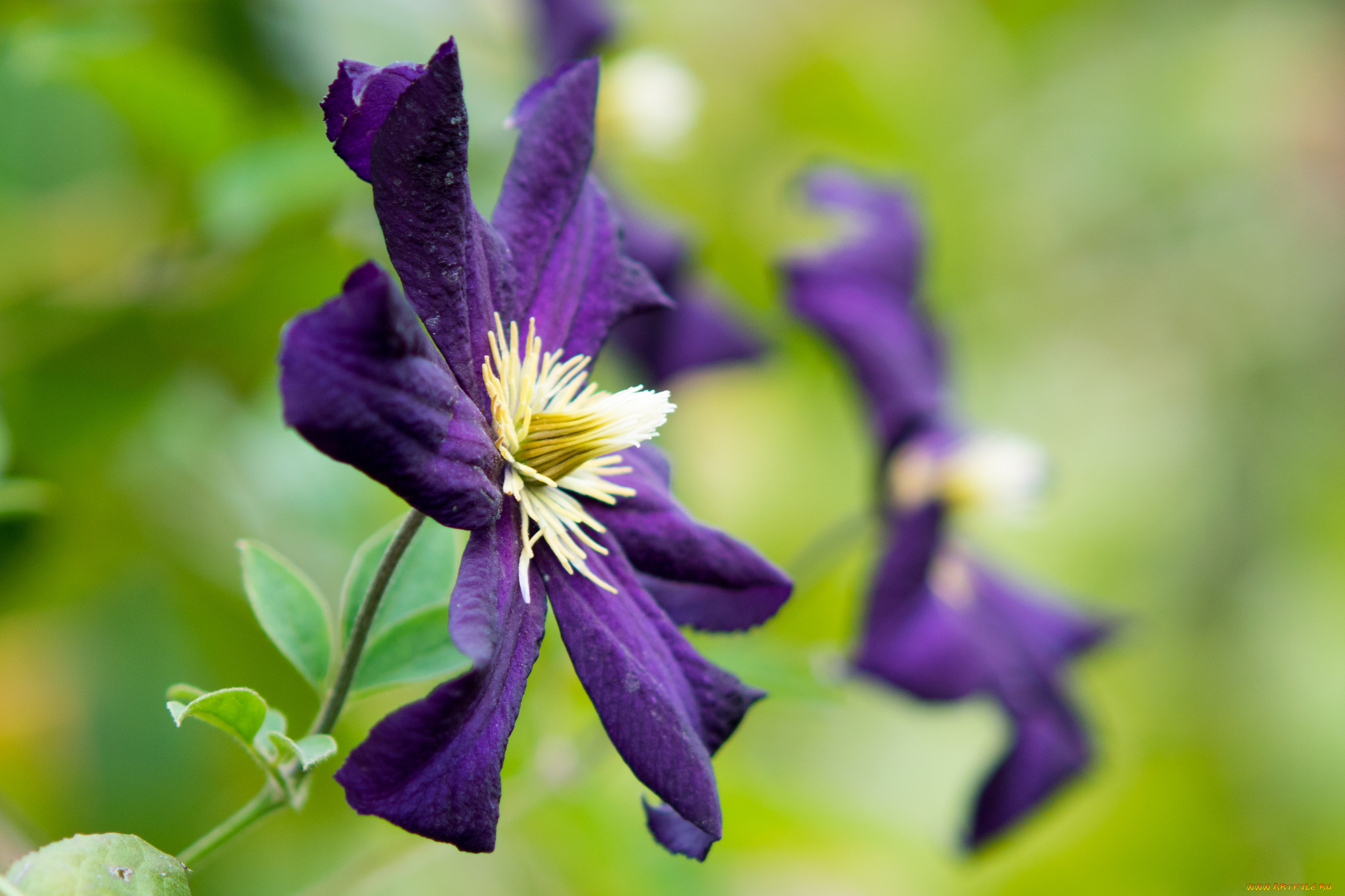 цветы, клематис, , ломонос, капли, макро, клематис