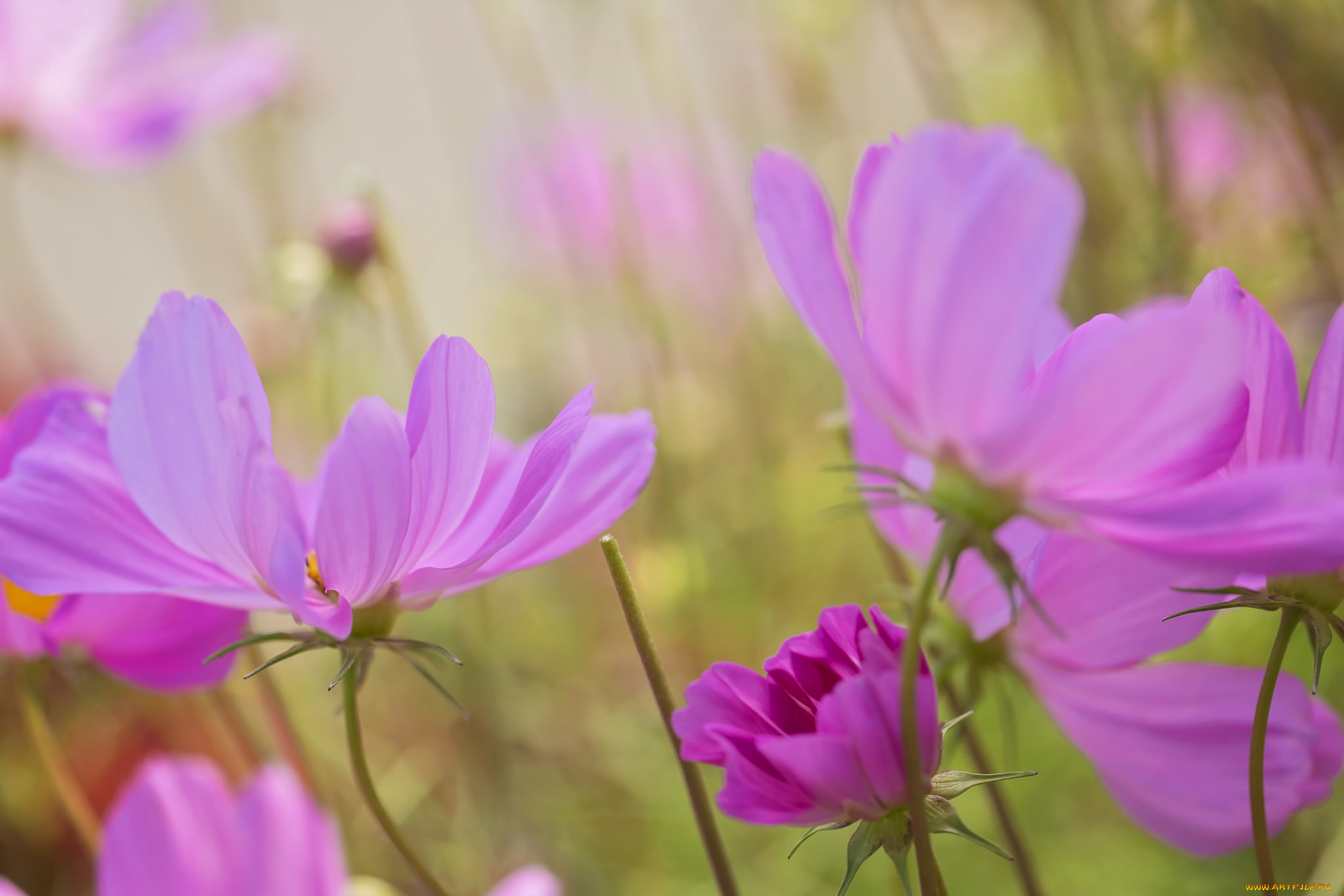 цветы, космея, цветение, лепестки