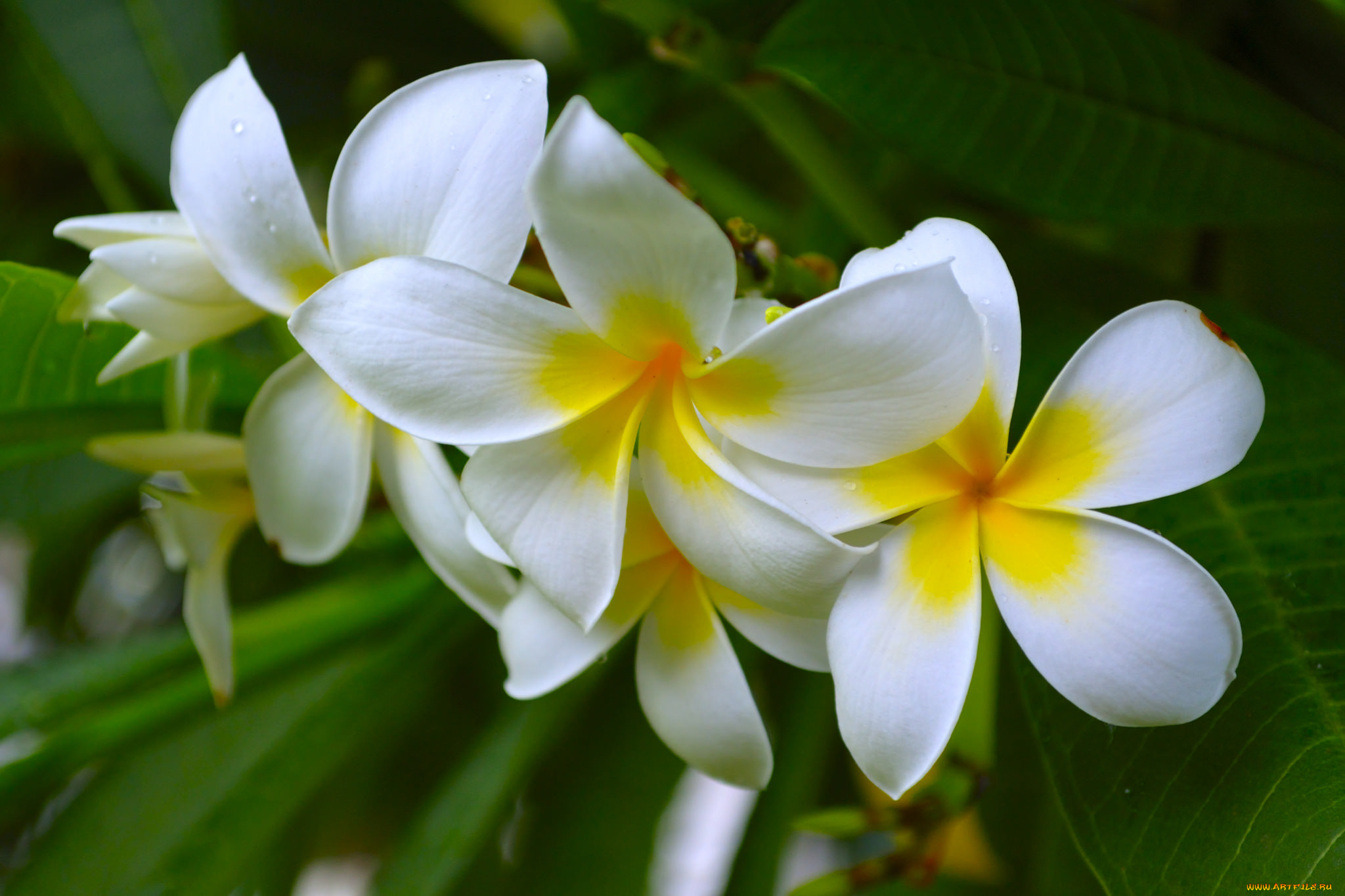 цветы, плюмерия, цветки, лепестки, цветение