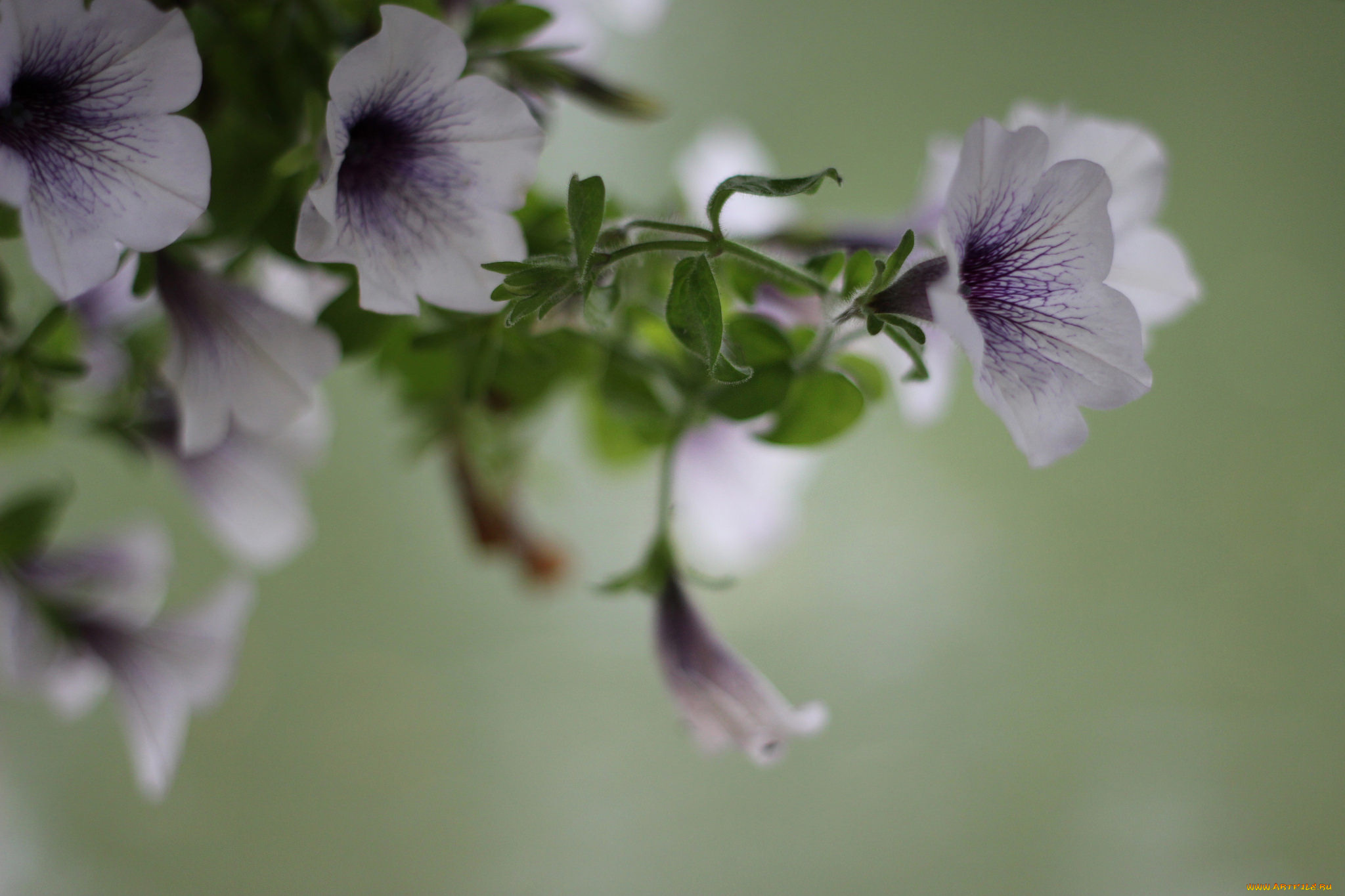 цветы, вьюнки, , ипомеи, цветение, синяя, петуния
