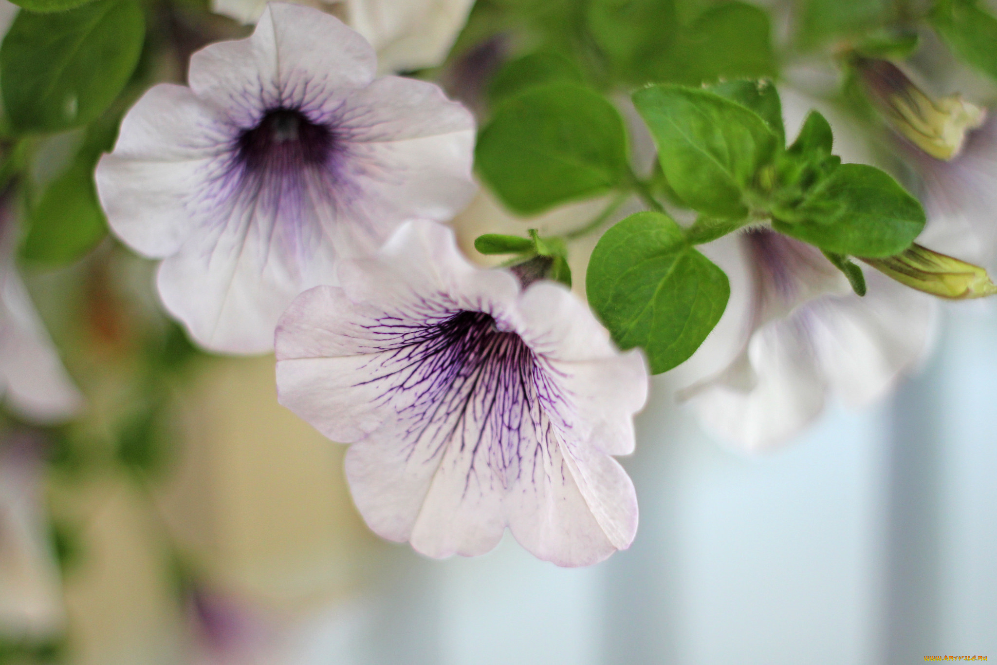 цветы, вьюнки, , ипомеи, петуния, синяя, цветение