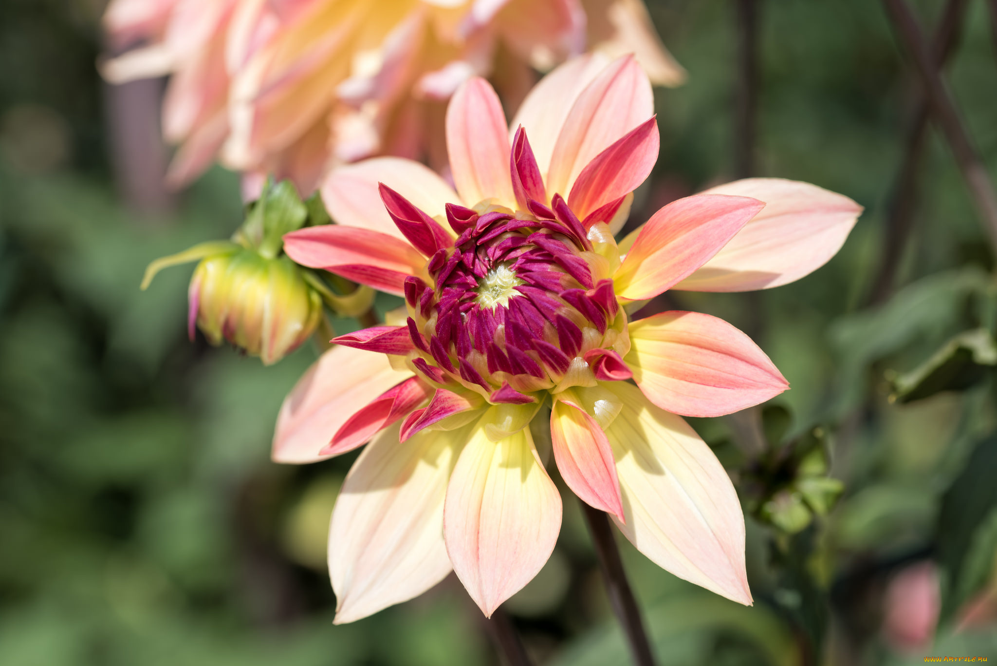 цветы, георгины, лепестки, георгин, бутоны, цветение