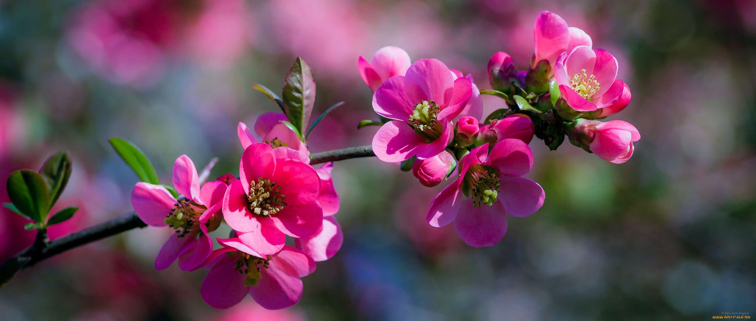 цветы, цветущие, деревья, , , кустарники, белые, ветка, листья, цветочки, цветение