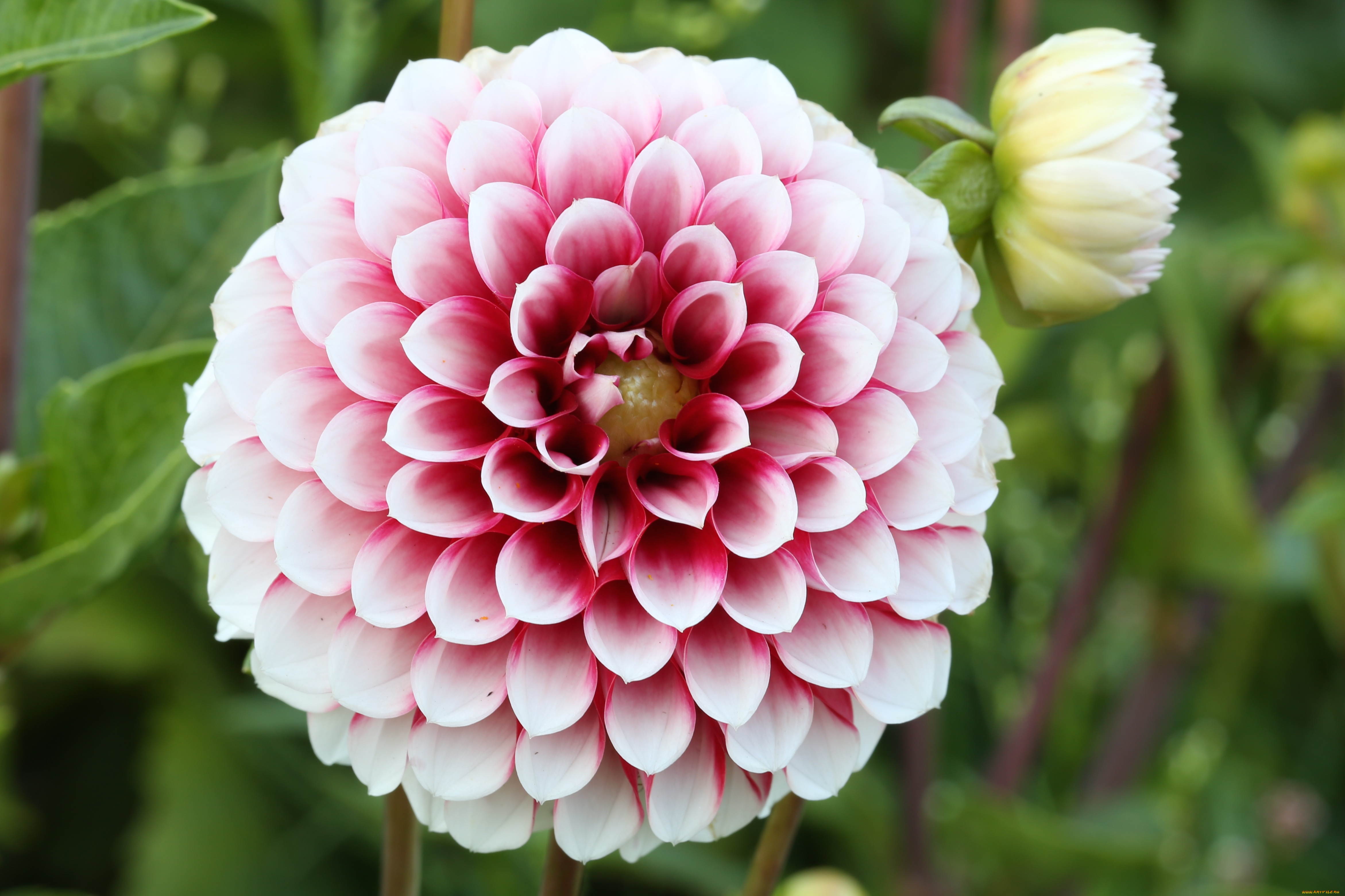 цветы, георгины, лепестки, бутоны, цветение, георгин