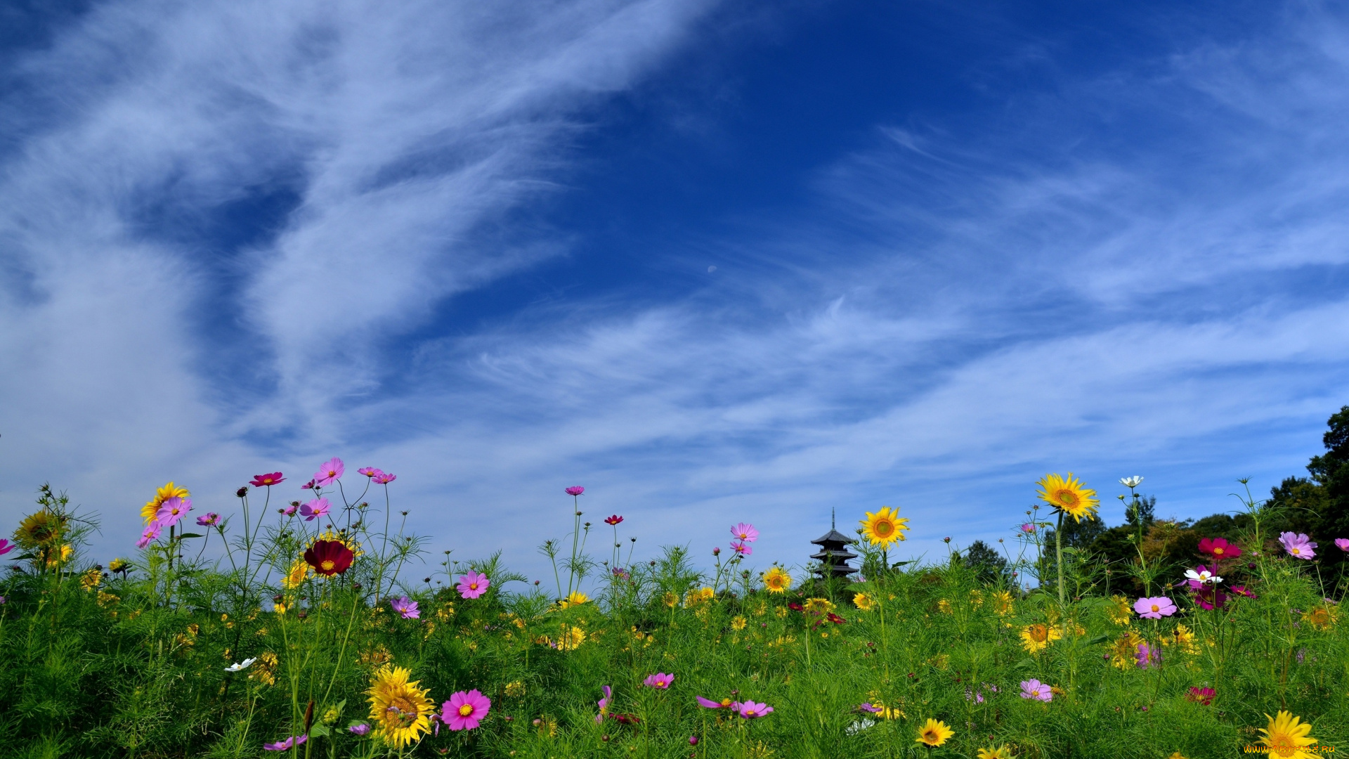 цветы, луговые, , полевые, , цветы, bitchu, kokubunji, temple, пагода, Япония, небо, окаяма, japan, okayama, космея, подсолнухи