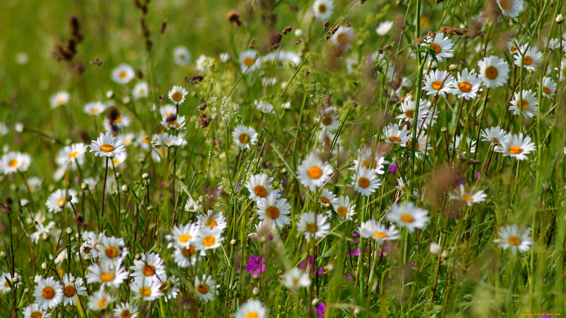 цветы, луговые, , полевые, , цветы, колокольчики, лето, ромашки, луг, трава