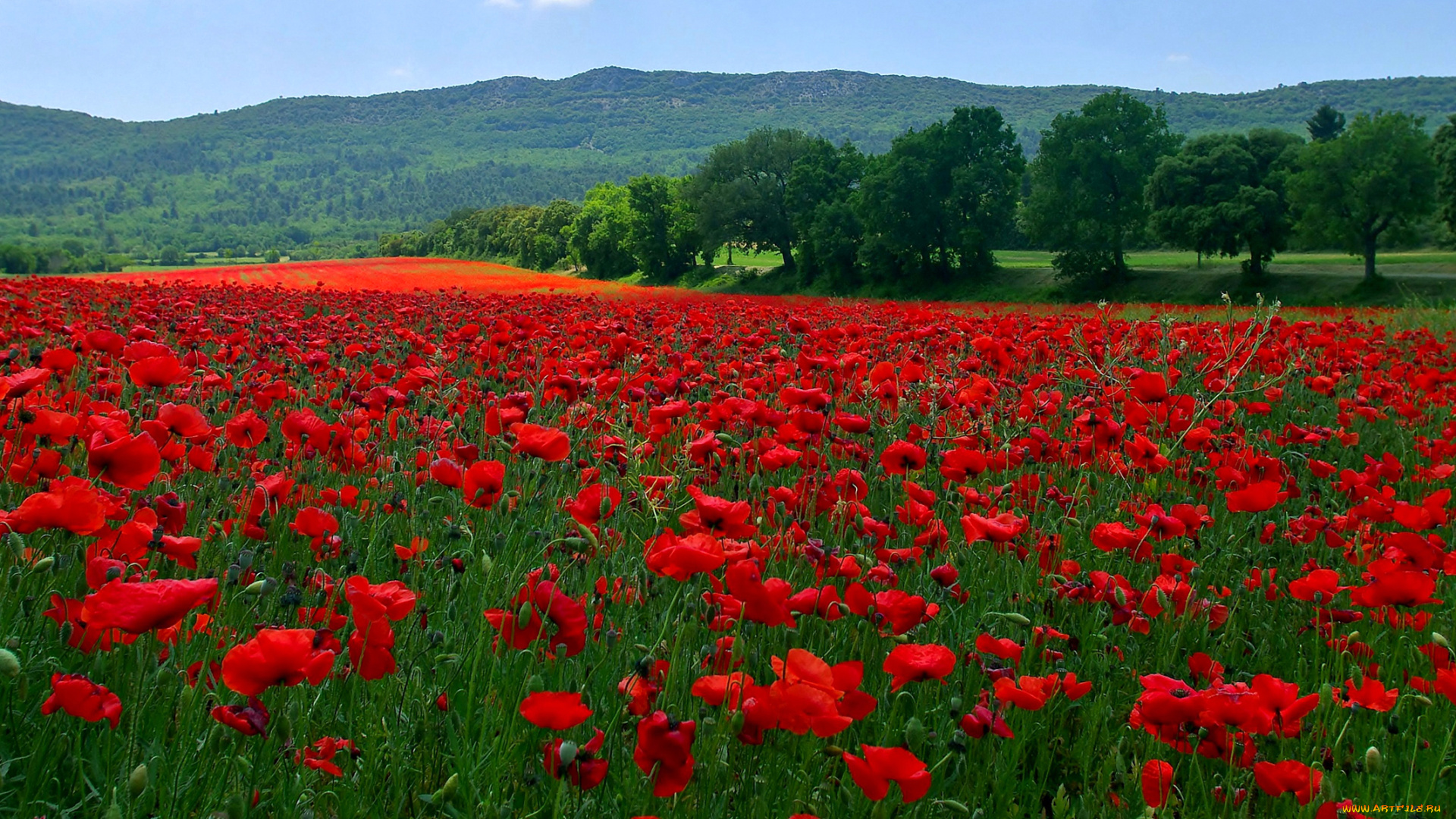 цветы, маки, холмы, трава, деревья, поле, луг, горы