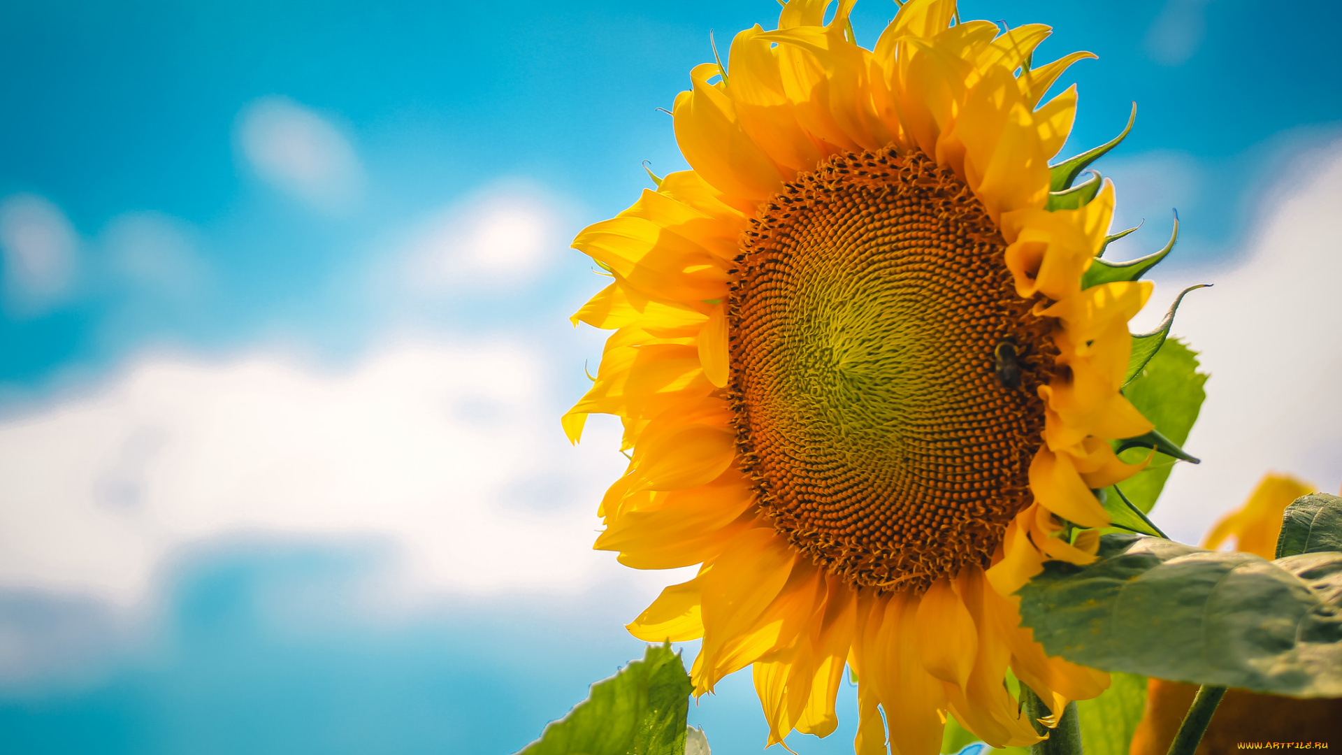 цветы, подсолнухи, подсолнух, небо