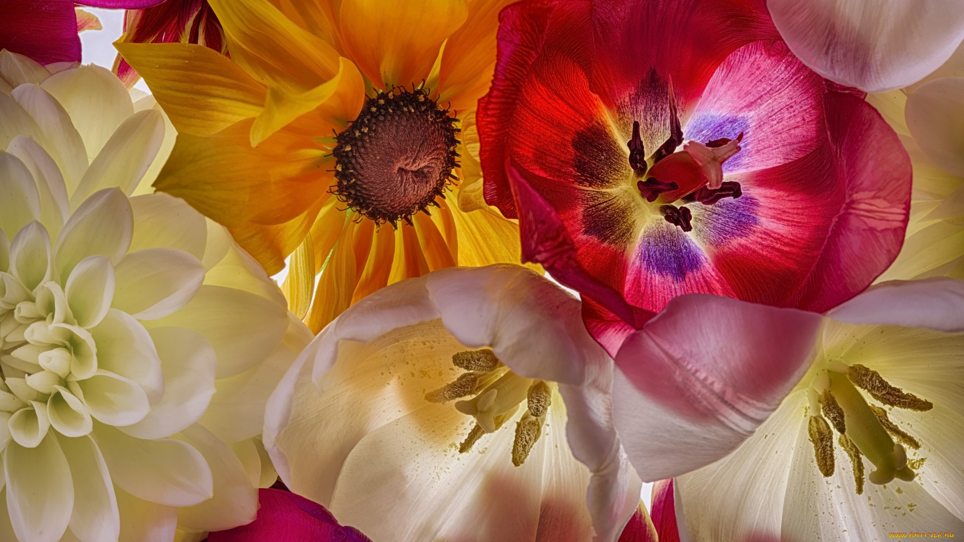 цветы, разные, вместе, георгина, тюльпаны, разные