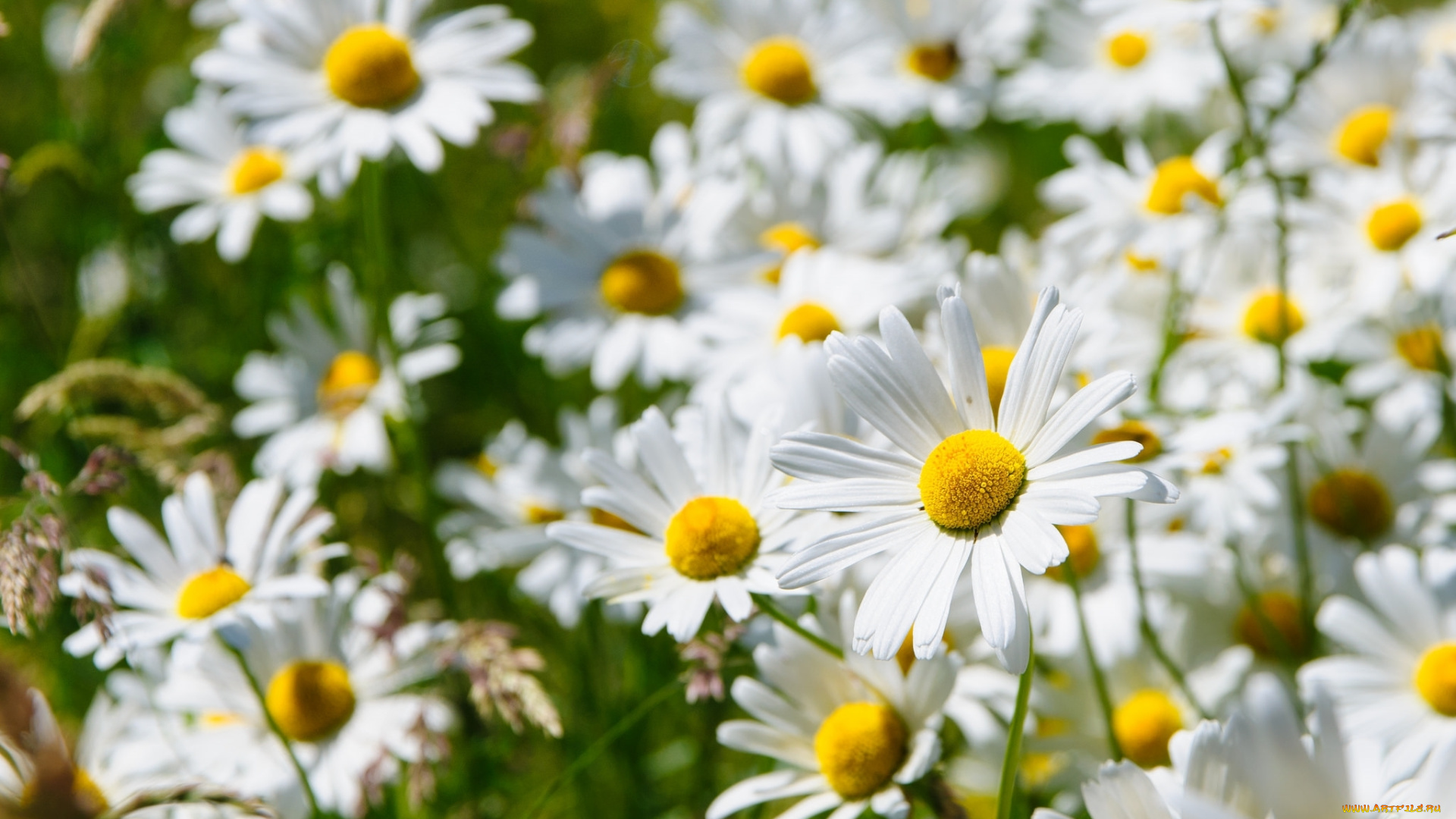 цветы, ромашки, лепестки, белый