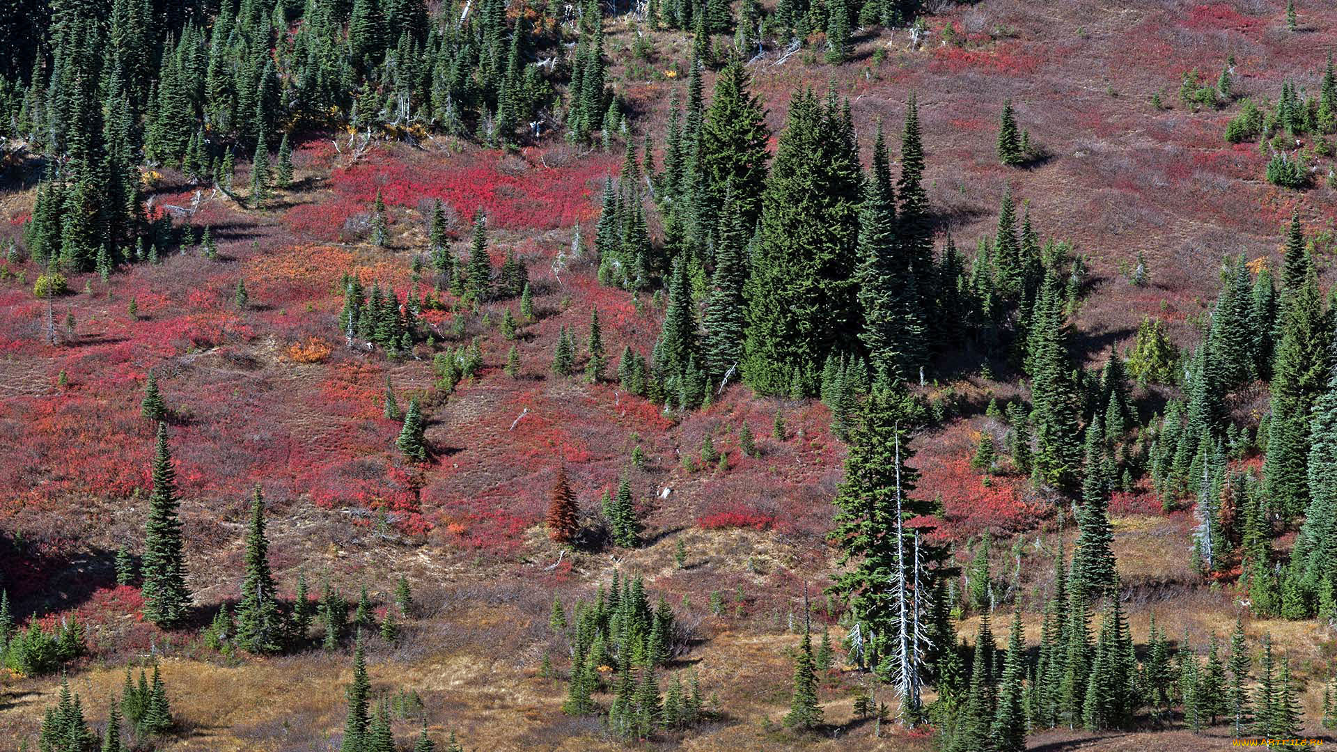 природа, деревья, ели, лес