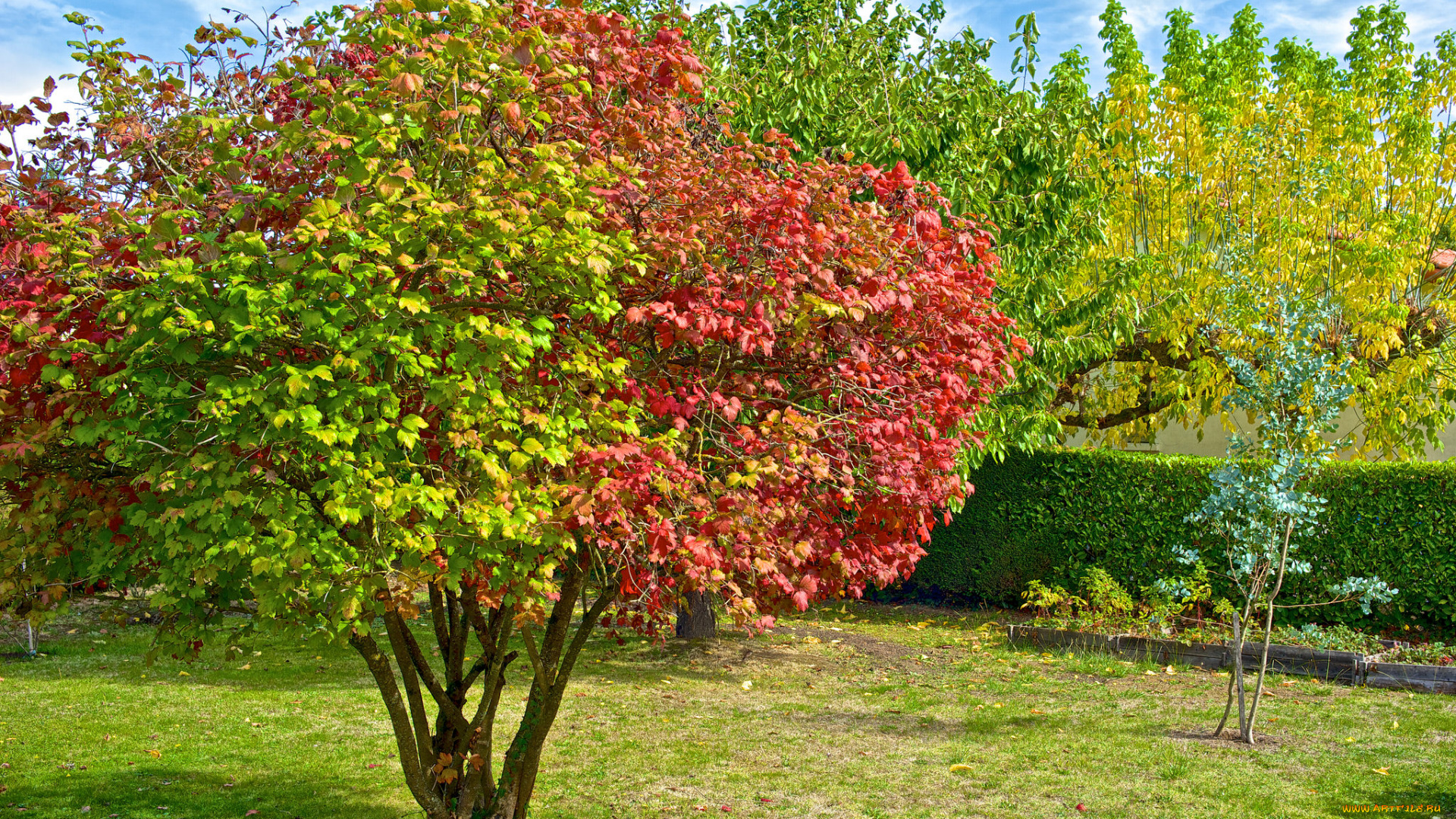 природа, деревья, сад, осень