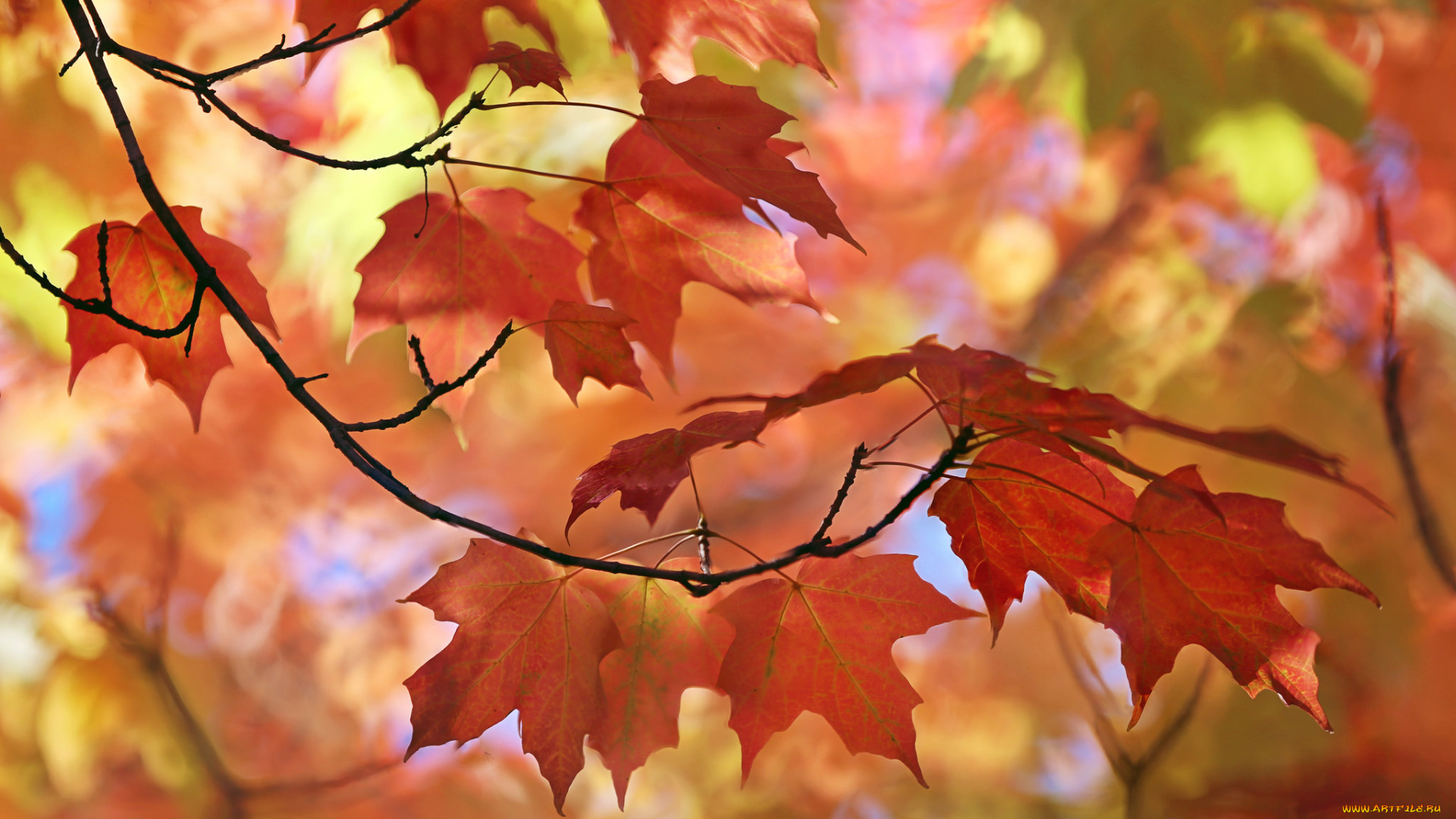 природа, листья, осень