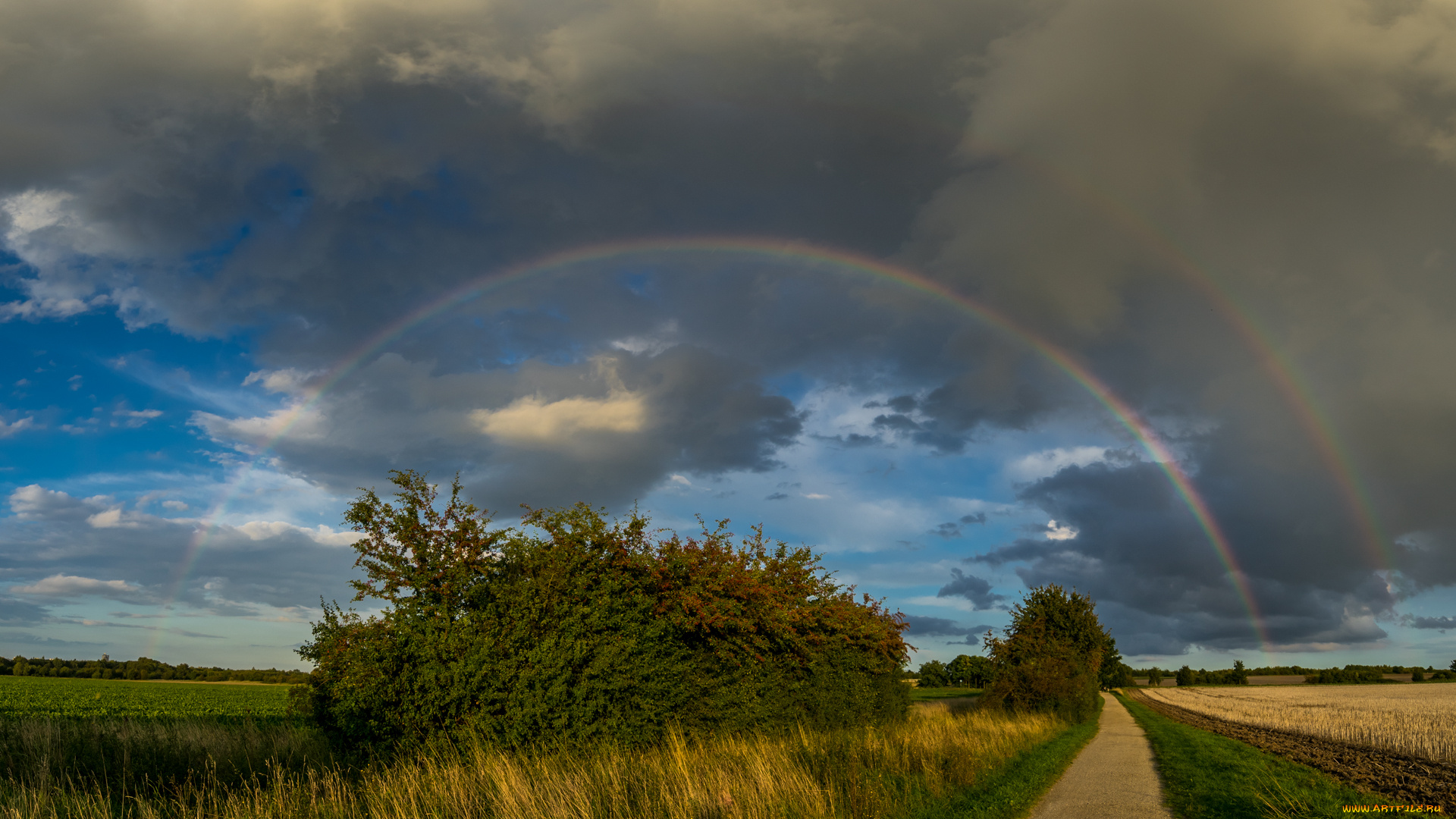 природа, радуга, тучи, дерево, пейзаж