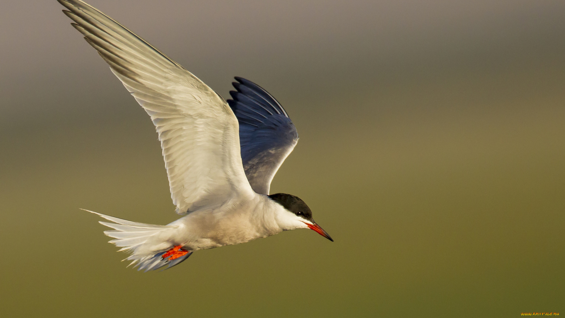 животные, Чайки, , бакланы, , крачки, птичка