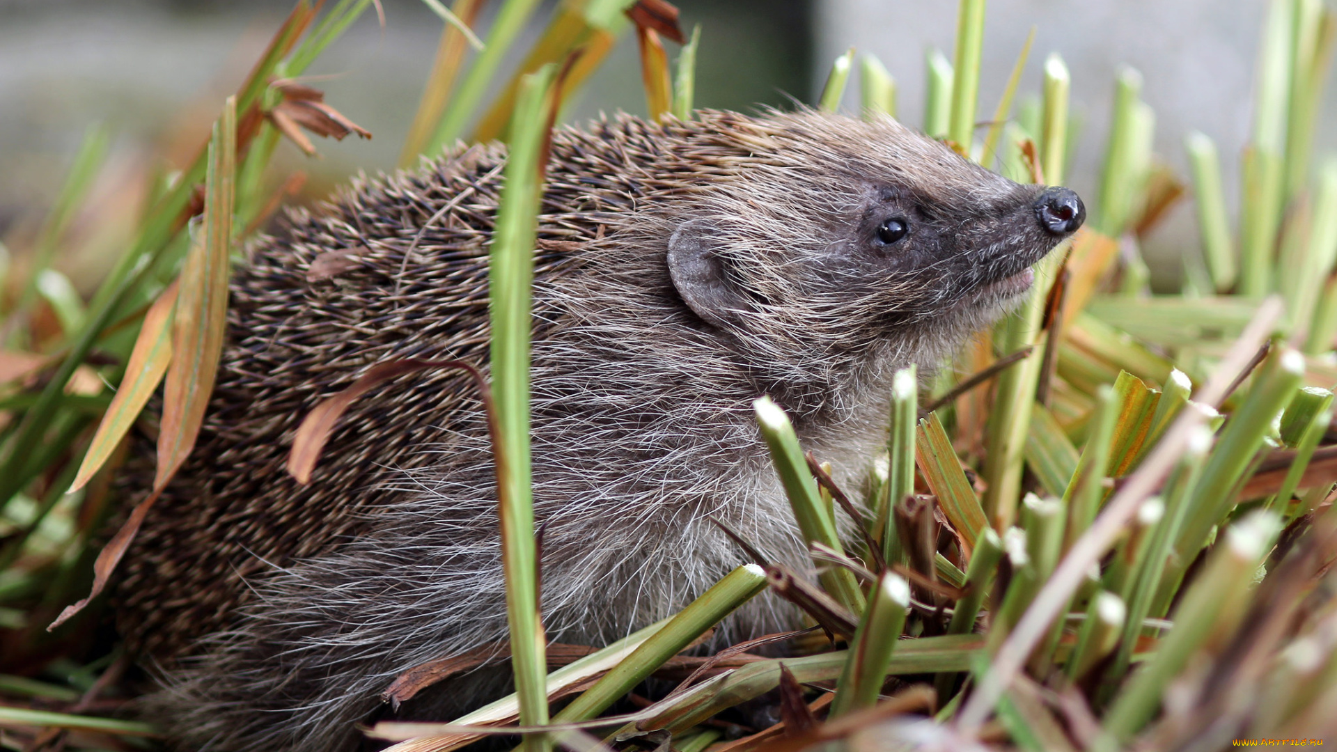 животные, ежи, ежик