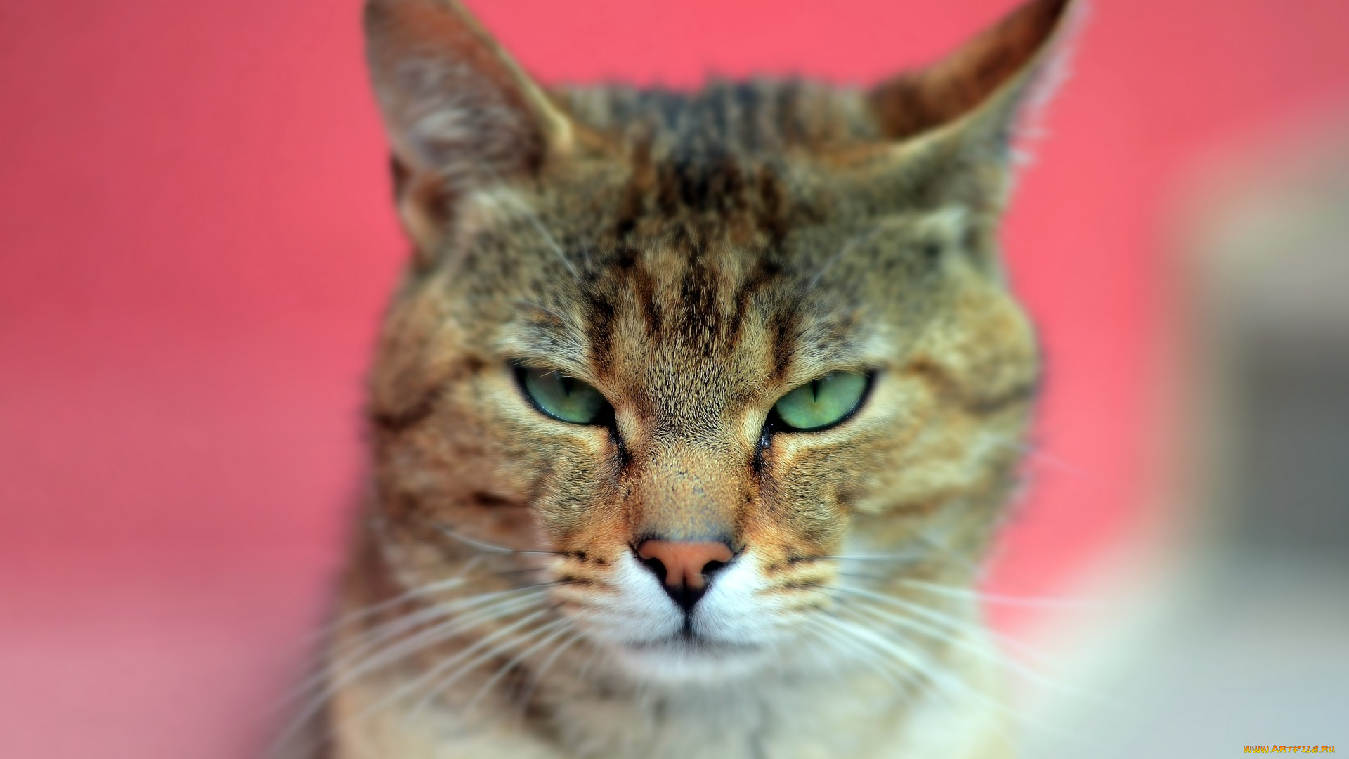 животные, коты, кот, шерсть, уши, взгляд, зеленые, глаза, животное, моррда