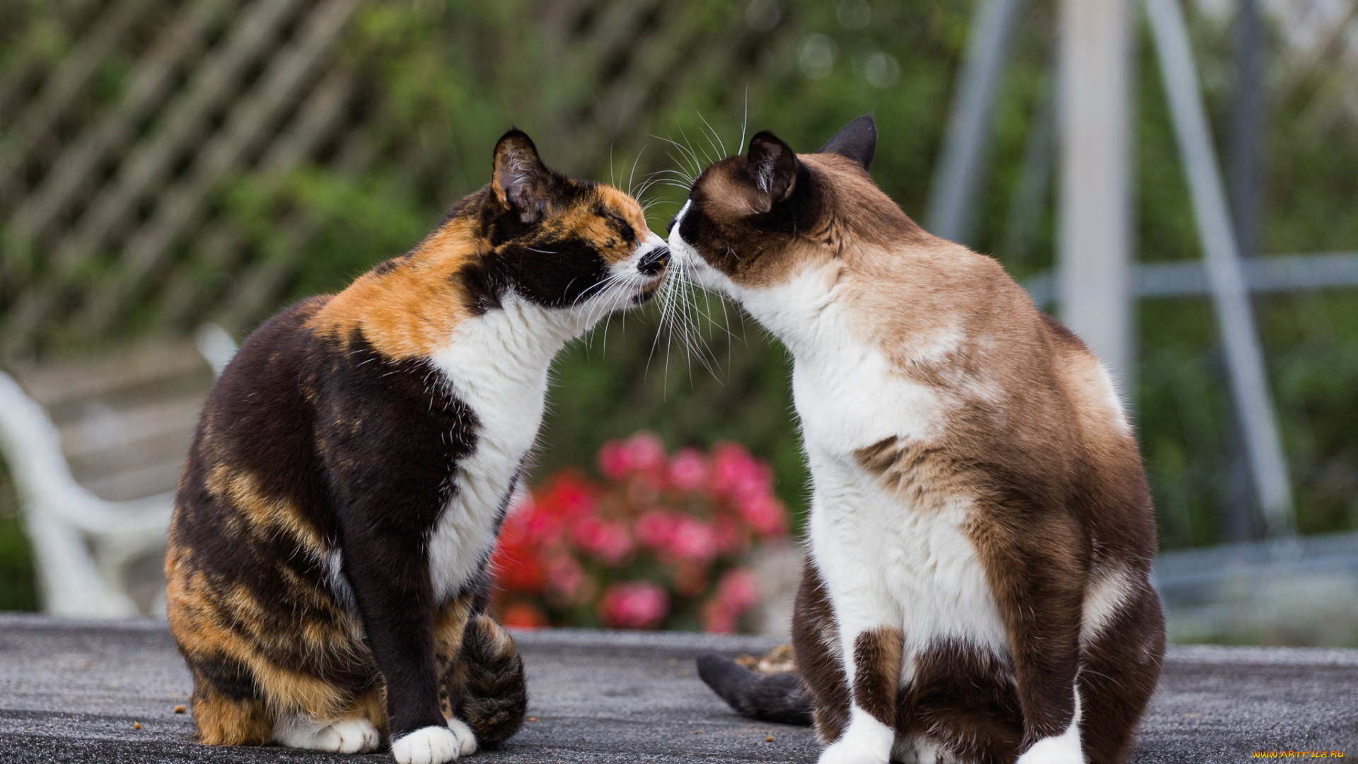 животные, коты, встреча, раскрас, усы, кошки