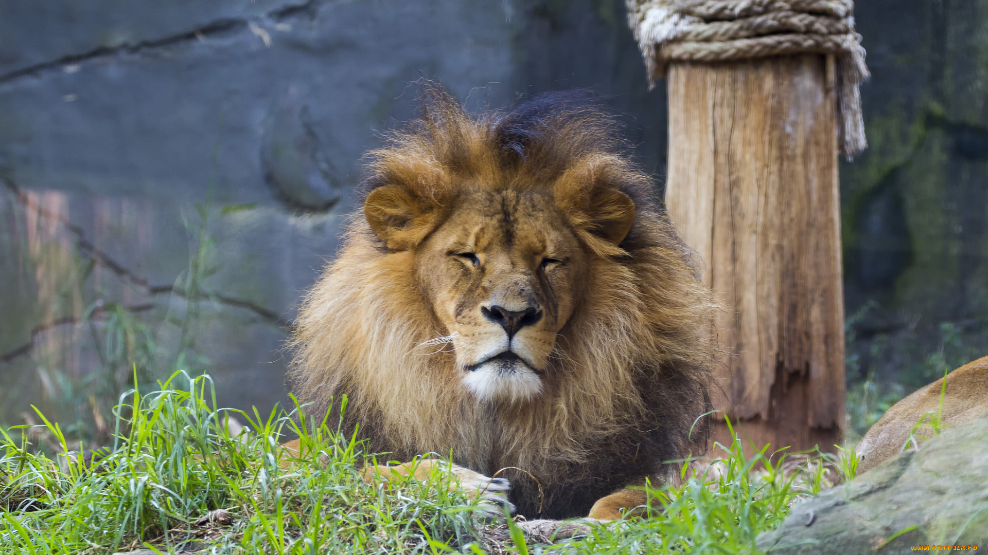 животные, львы, царь