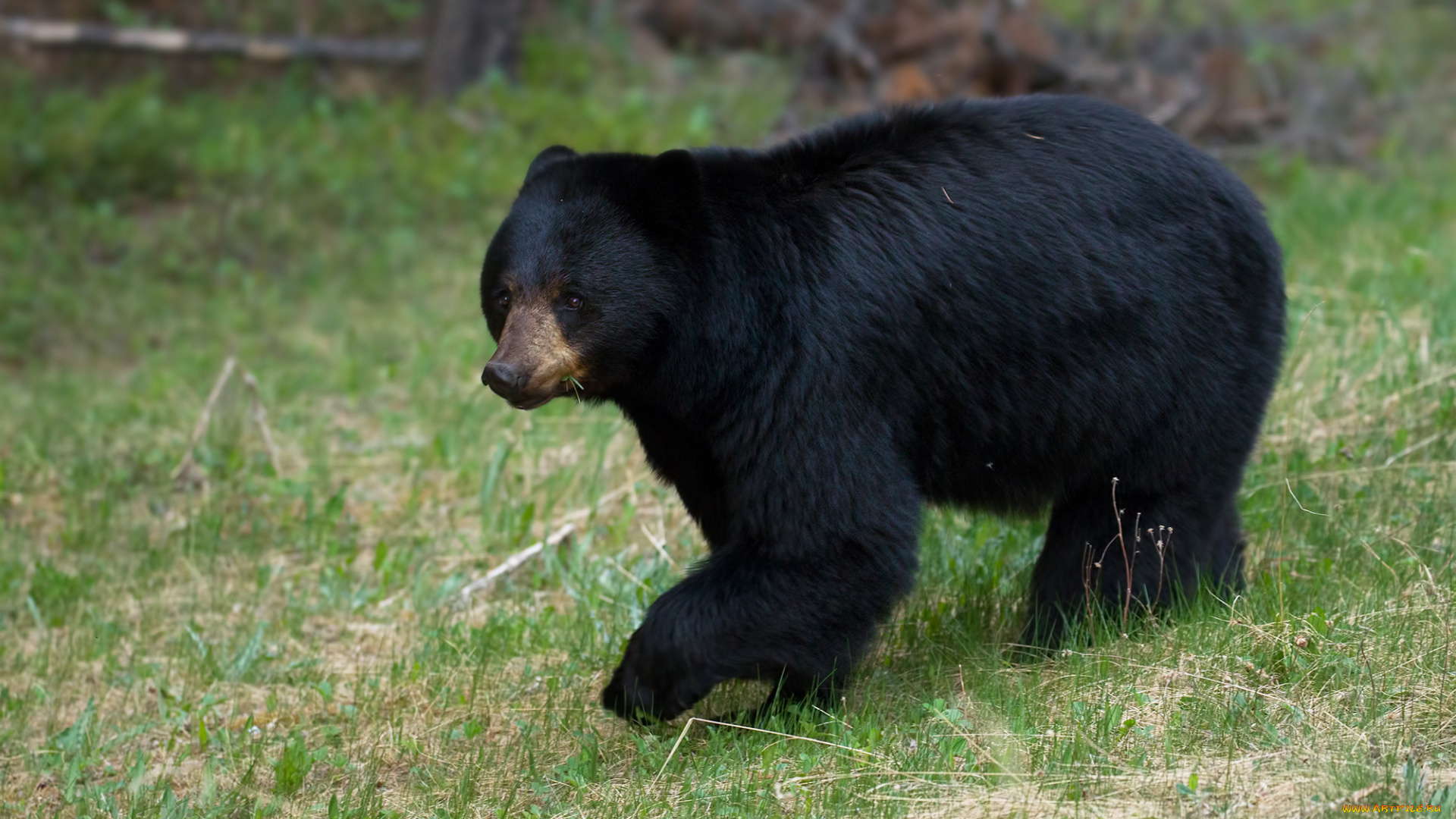 животные, медведи, луг, медведь, трава