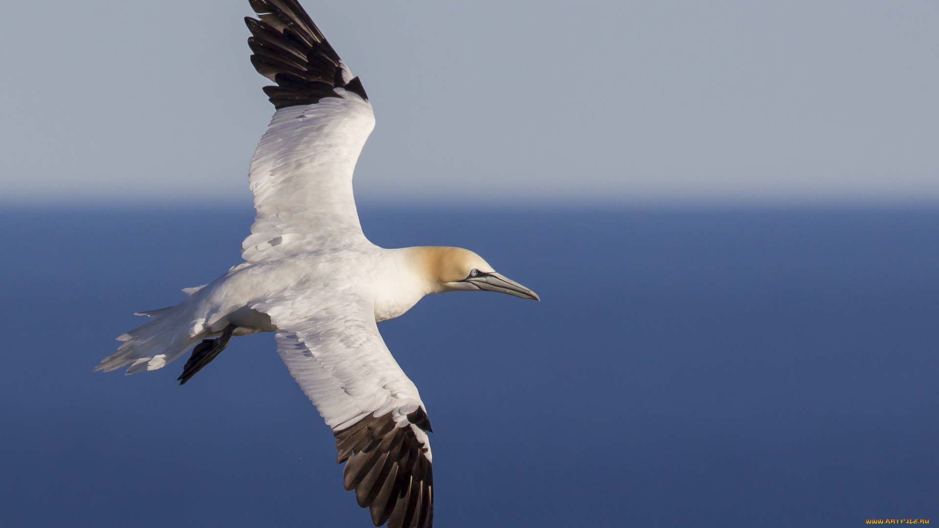 животные, олуши, птичка