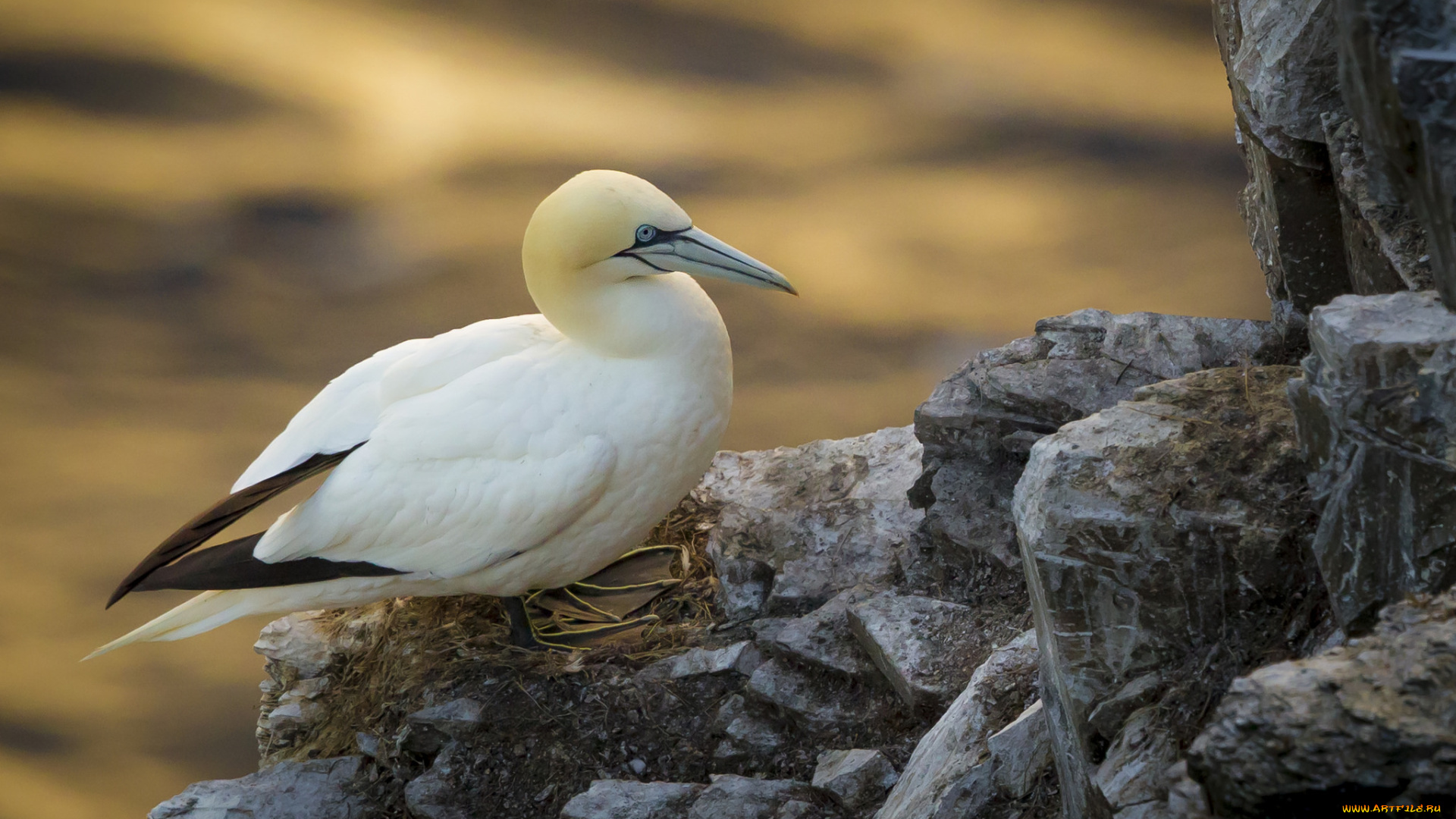животные, олуши, птичка