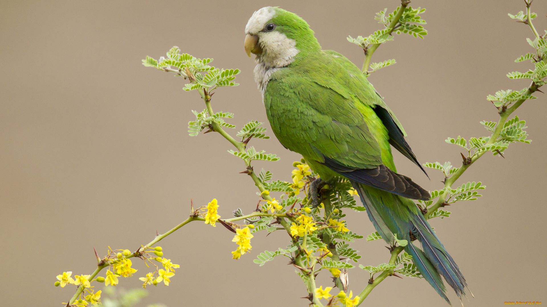 животные, попугаи, птичка
