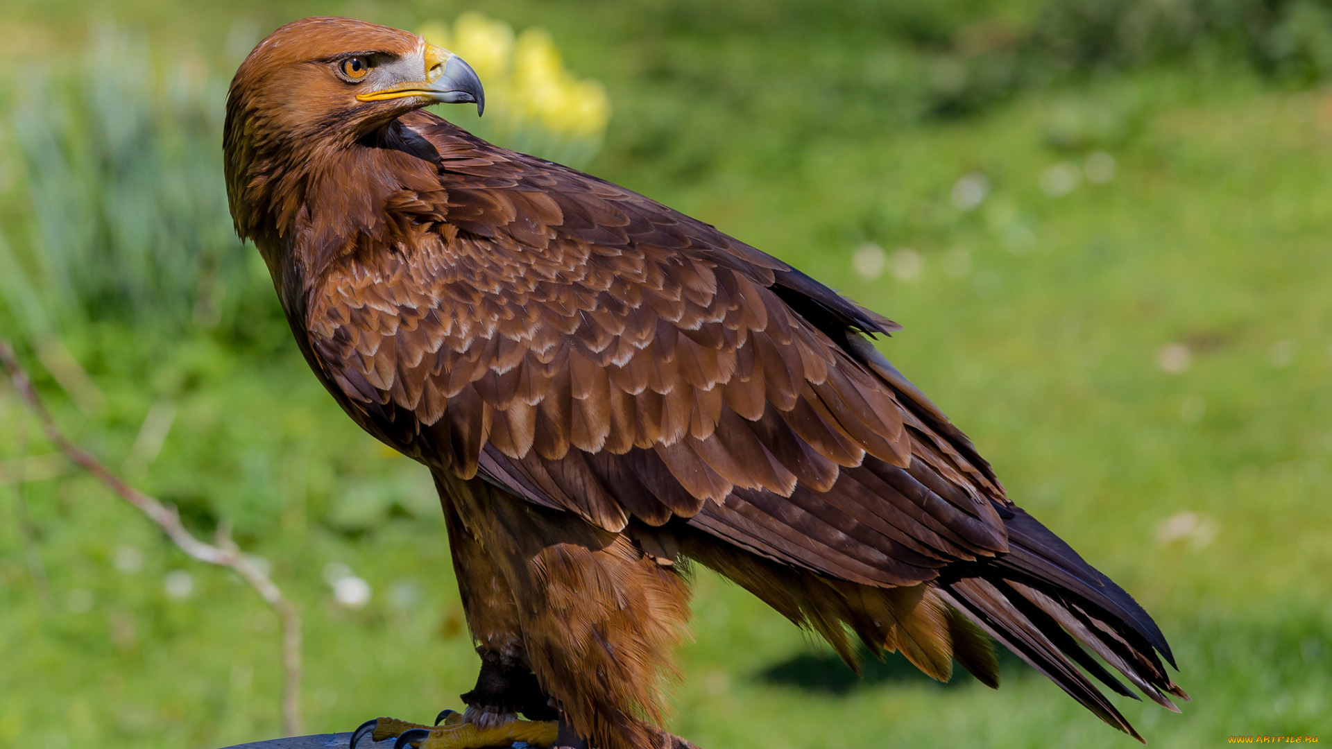 животные, птицы, -, хищники, орел