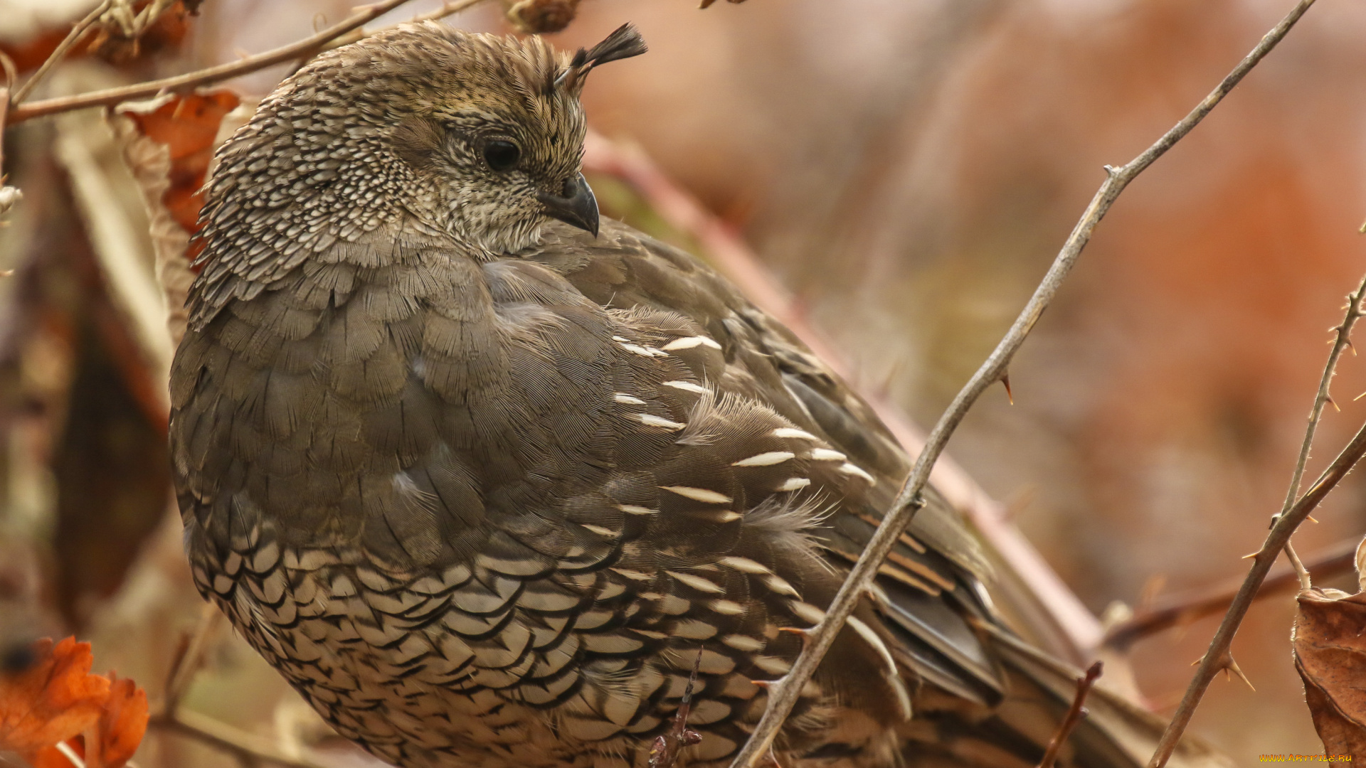 животные, птицы, птица, хохолок