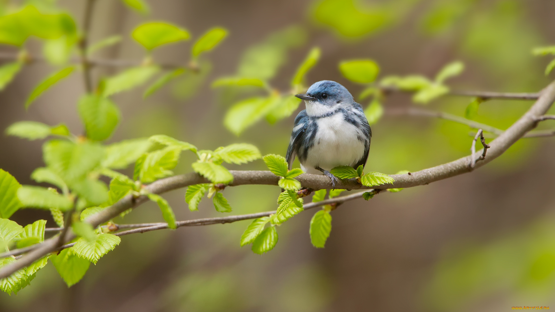 животные, птицы, птица, ветки, листья