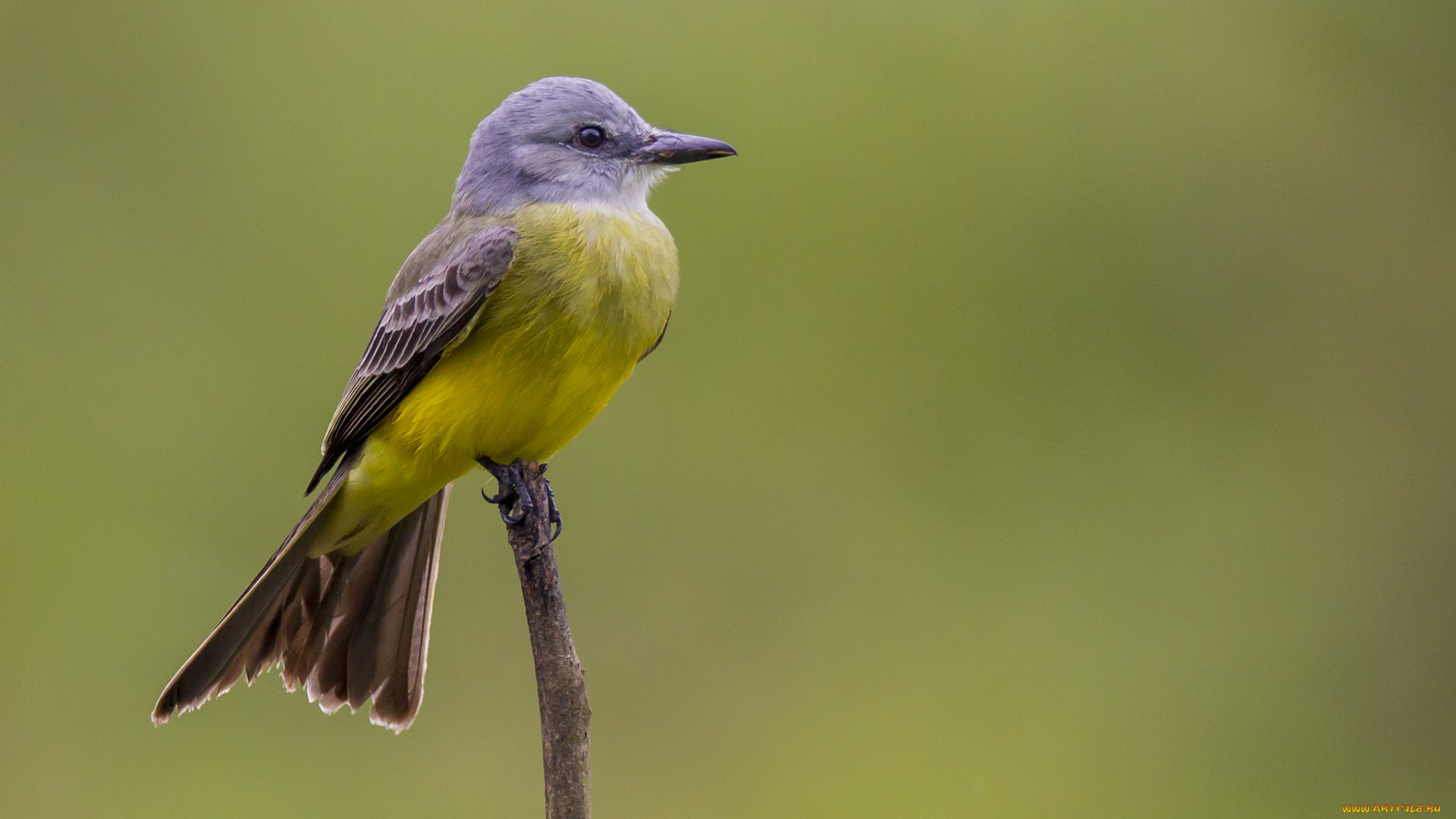 животные, птицы, птичка