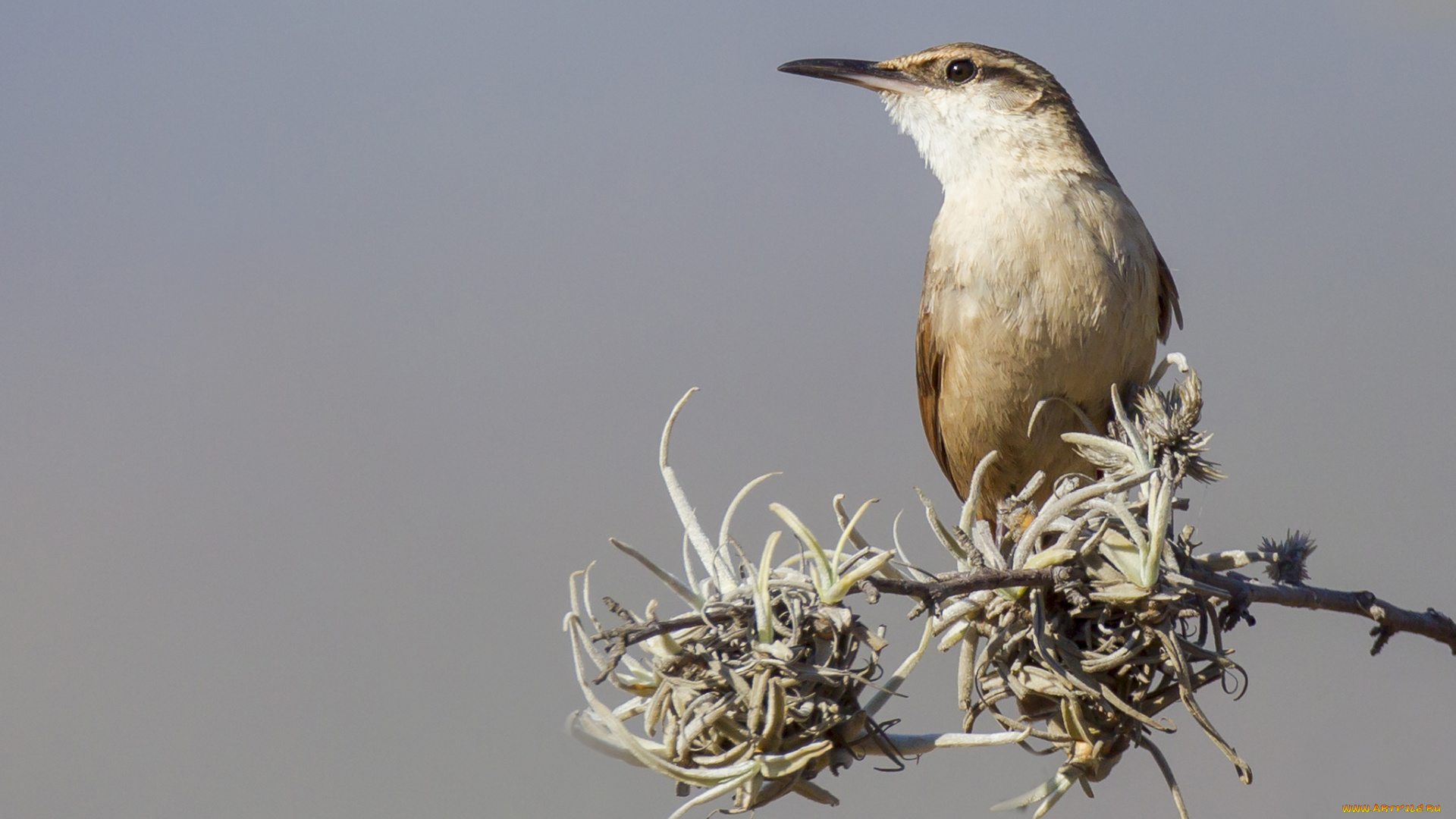 животные, птицы, птичка