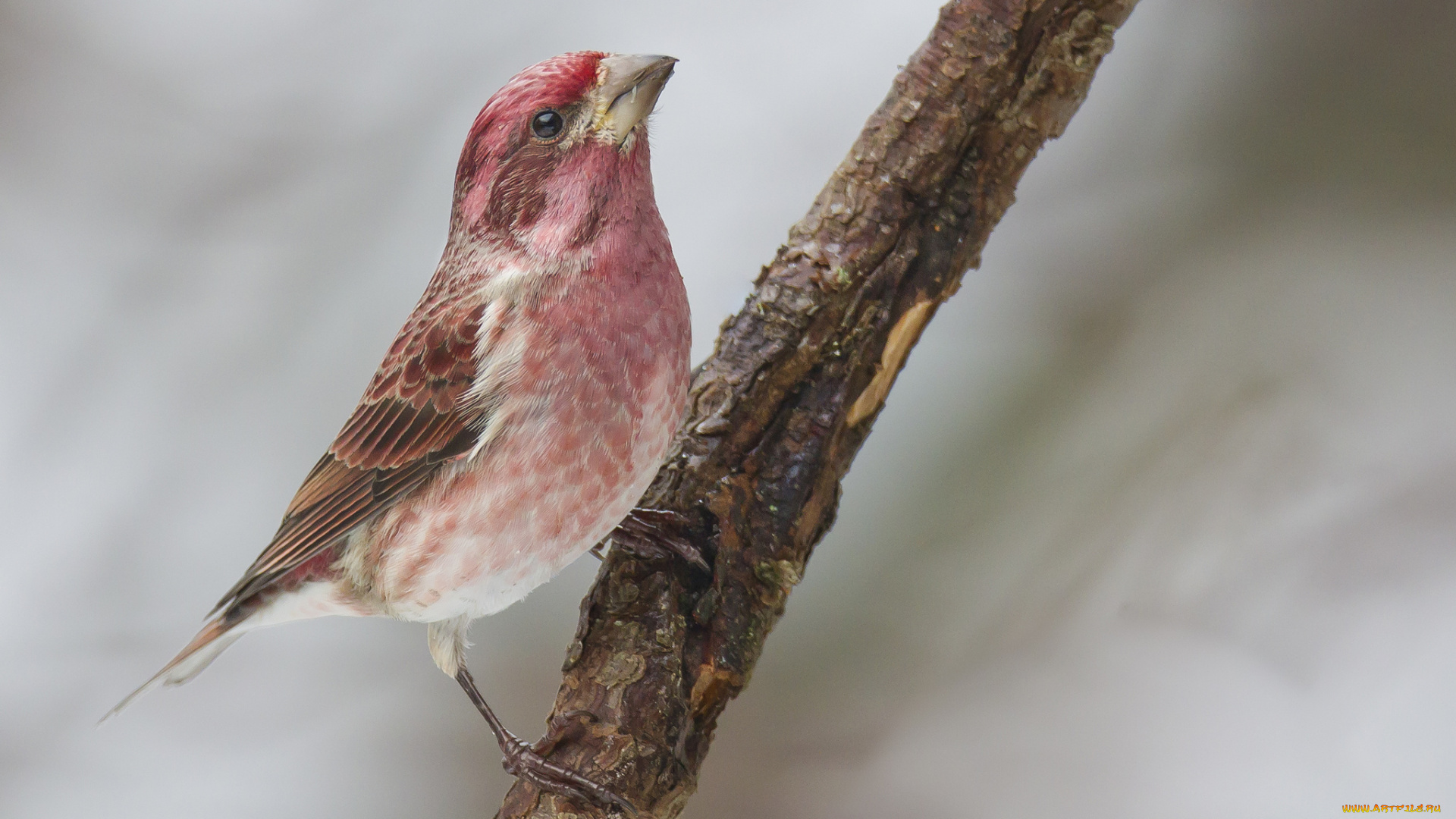 животные, птицы, птичка