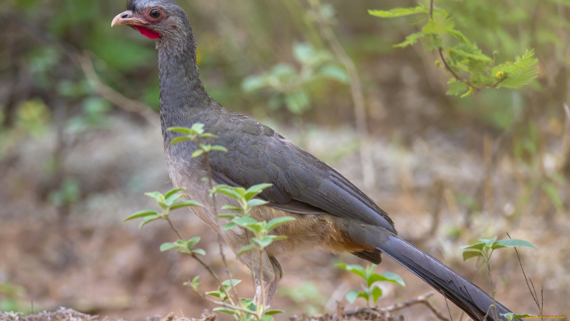 животные, птицы, птичка