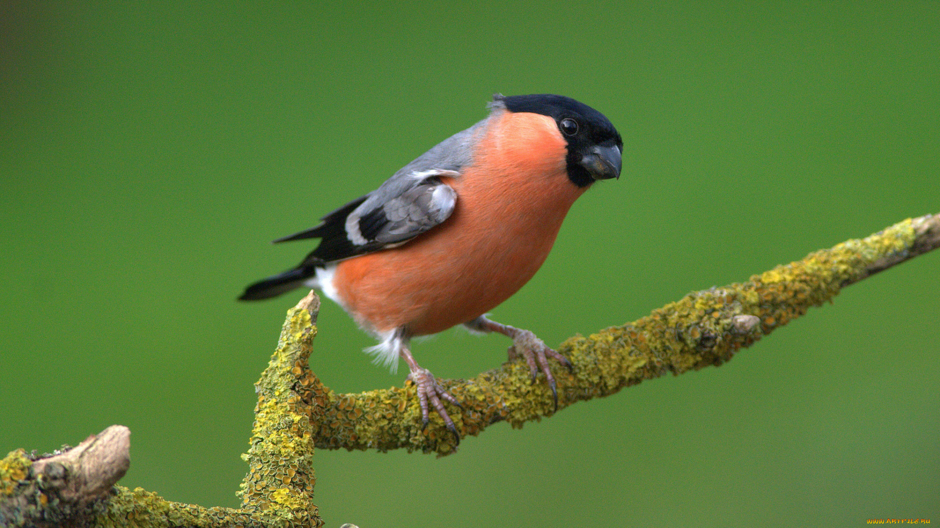 животные, снегири, клюв, перья, ветка, цвет, птица